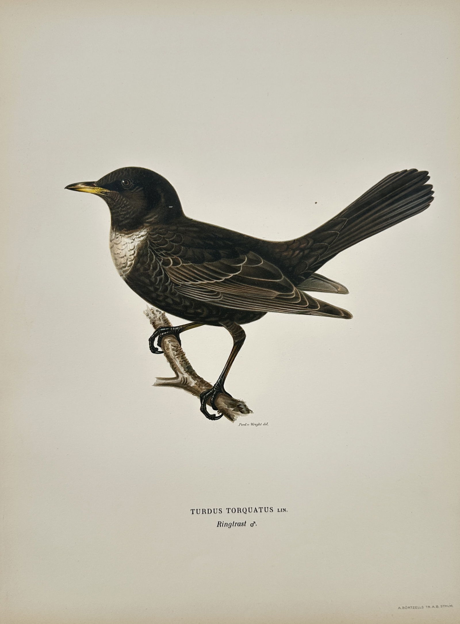 Magnus von Wright – Illustration of Turdus Torquatus Ldb. (Ring Ouzel) – Chromolithograph (1 of 2)