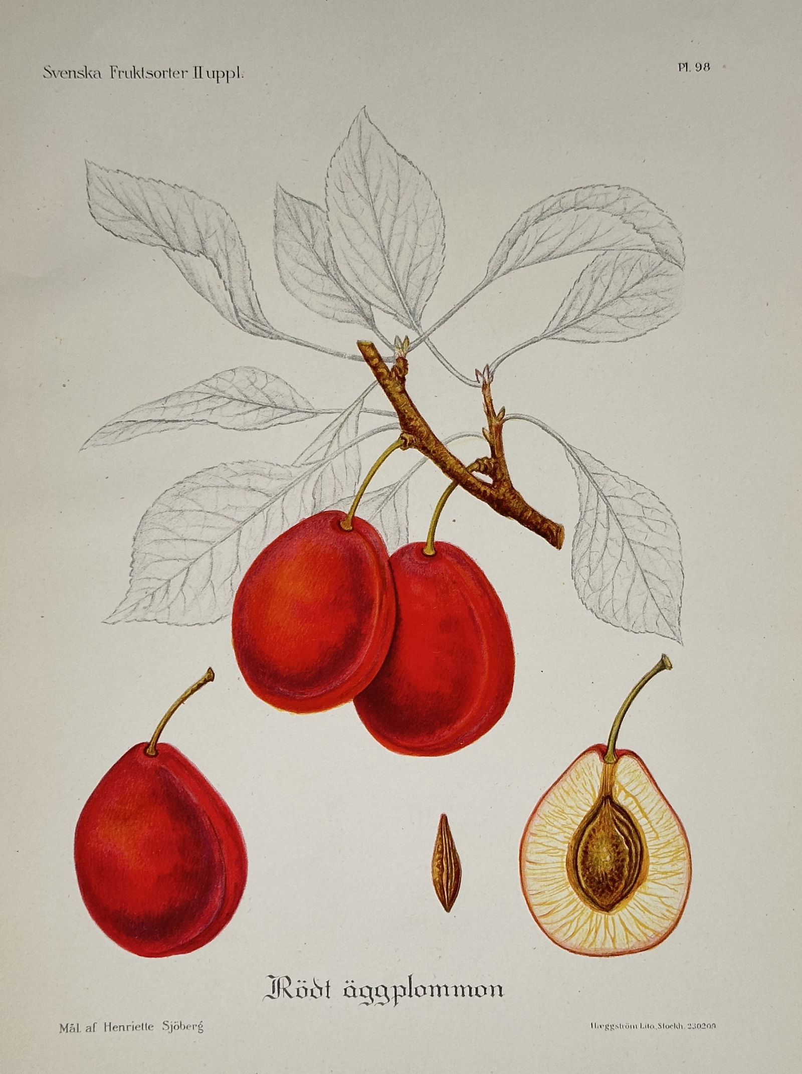 Henriette Sjöberg – Red Egg Plum – Chromolithograph (Circa 1912-1923) (1 of 2)