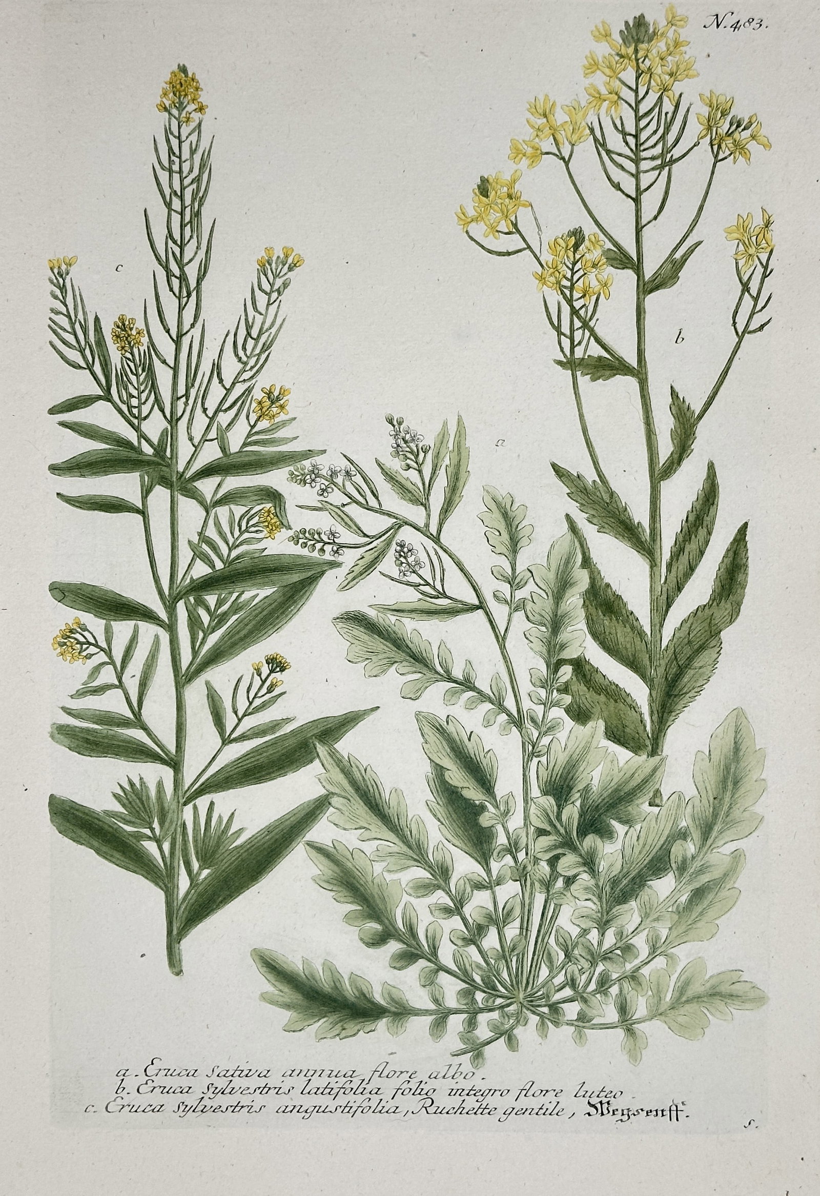 Johann Wilhelm Weinmann – Botanical Studies including Eruca – Hand-coloured engraving (Circa: This hand-coloured engraving depicts several plant species, including variations identified by Latin names such as Eruca sativa (Rocket or Arugula). The plate is from the monumental botanical atlas Ph