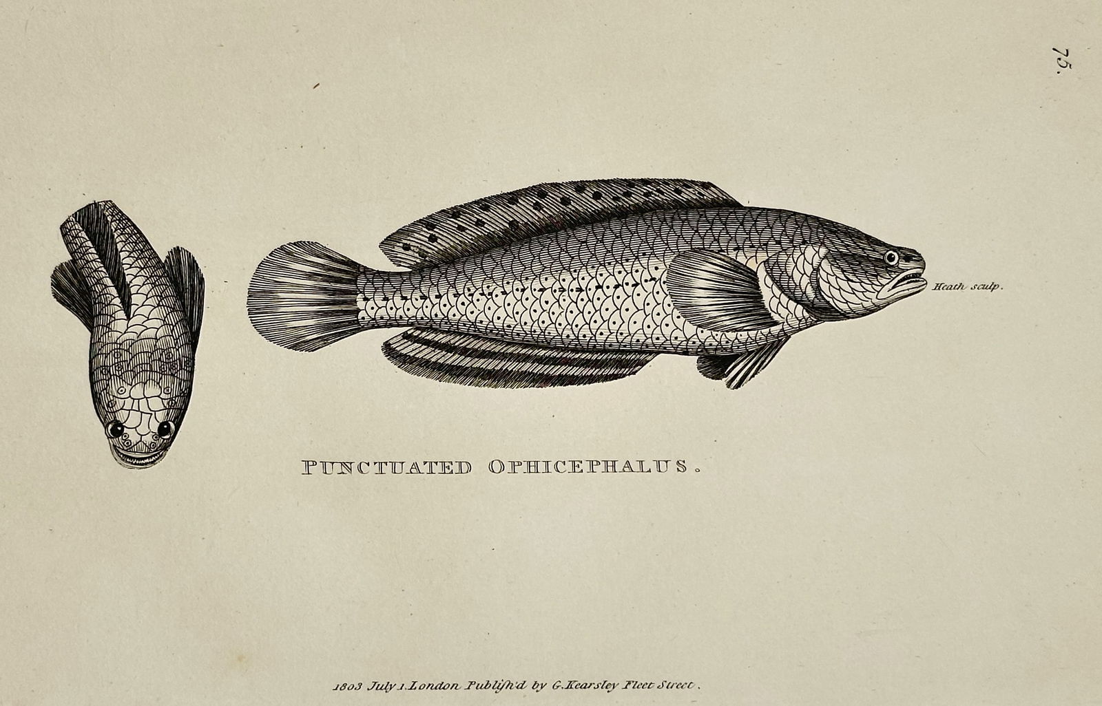 George Shaw (1751–1813) – Punctuated Opecephalus – Engraving (1802): This engraving depicts the fish known as the Punctuated Opecephalus, published by G. Kearsley in London for the work General Zoology or Systematic Natural History. George Shaw was an English botanist