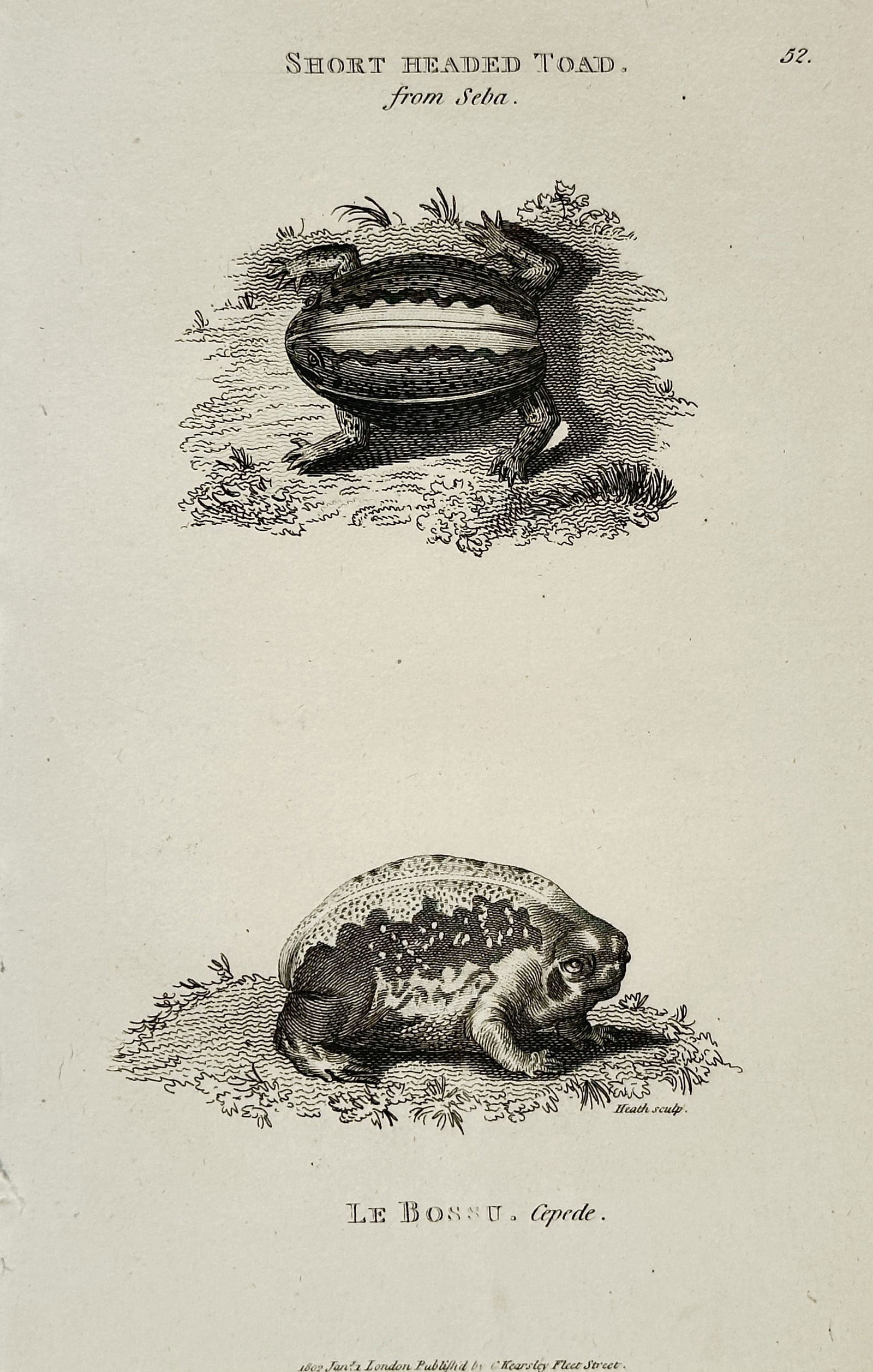 George Shaw (1751–1813) – Short Headed Toad and Le Bossu (Toad) – Engraving (1802): This engraving depicts two amphibians: a Short Headed Toad, from Seba, and Le Bossu (Gepode), published by G. Kearsley in London for the work General Zoology or Systematic Natural History. George Shaw