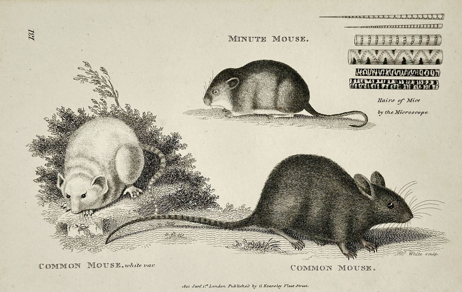 George Shaw (1751–1813) – Common Mouse, Minute Mouse, and Hairs of Mice – Engraving (1802): This engraving depicts three different mice—the Common Mouse, white var., the Minute Mouse, and the Common Mouse—and includes a small inset illustration showing Hairs of Mice by the Microscope, pu