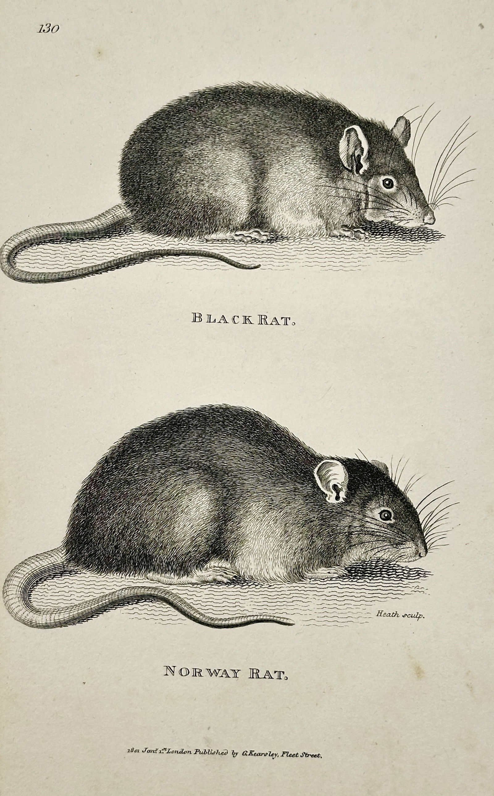 George Shaw (1751–1813) – Black Rat and Norway Rat – Engraving (1802) (1 of 2)