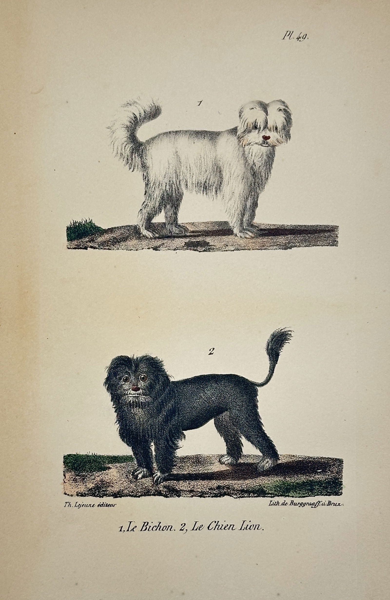 Georges-Louis Leclerc, Comte de Buffon –Two dog breeds – Engraving, Hand-colored (18th Century) (1 of 2)