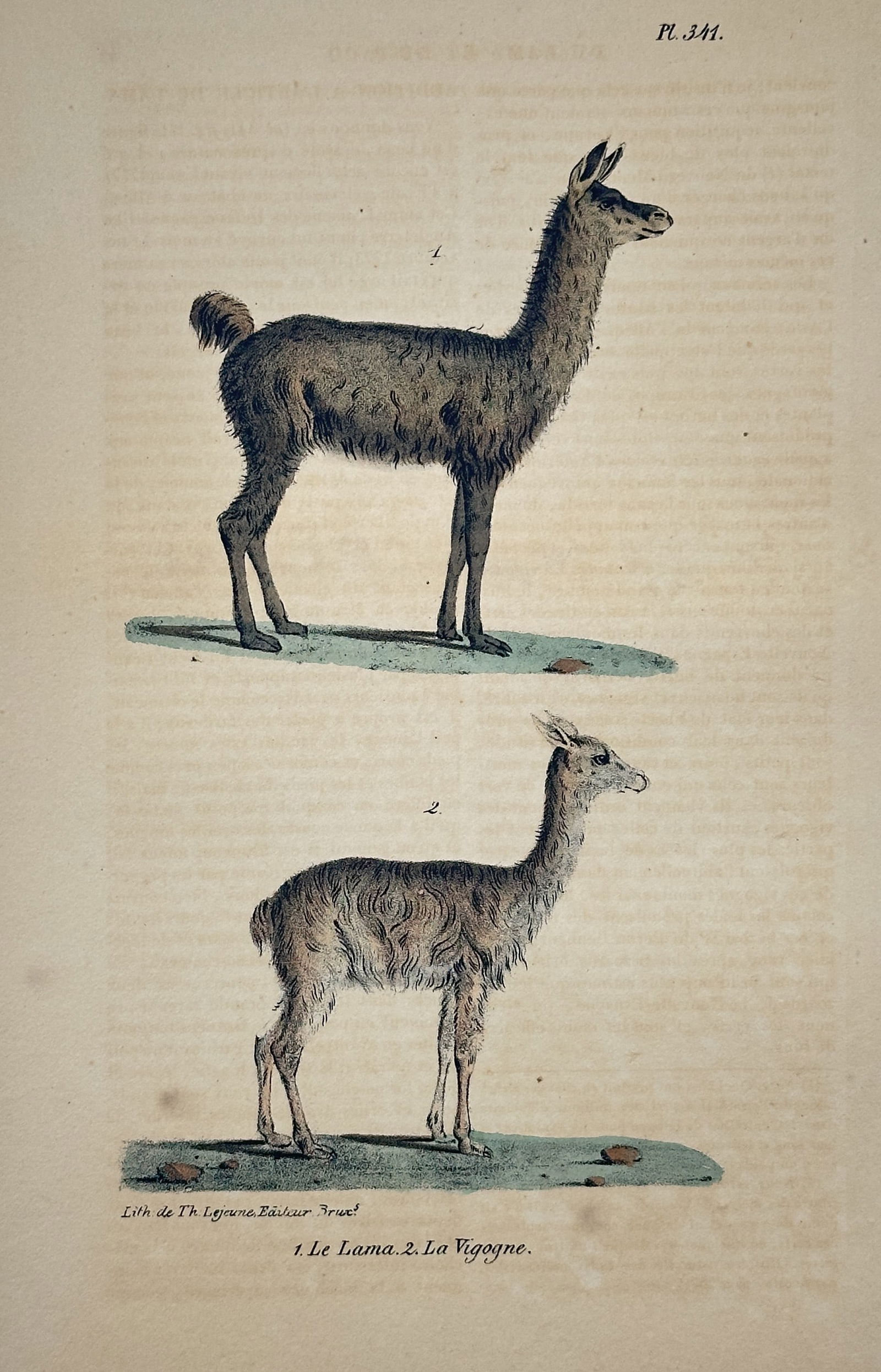 Georges-Louis Leclerc, Comte de Buffon –South American camelids – Lithograph, Hand-colored: This hand-colored lithograph depicts two South American camelids. The image from a later lithographic edition, the subjects are derived from the monumental work Histoire naturelle, générale et parti