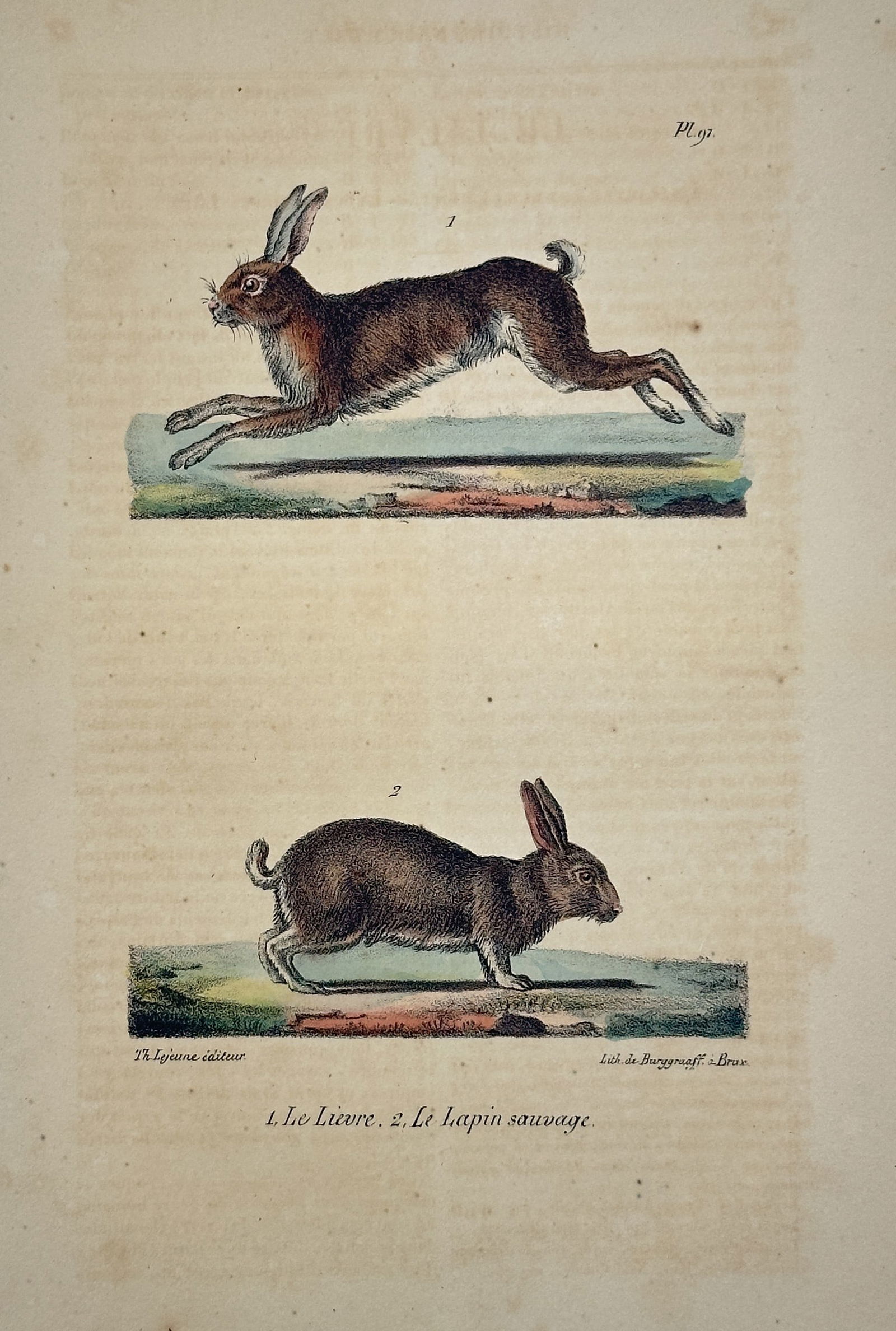 Georges-Louis Leclerc, Comte de Buffon – The Hare, The Wild Rabbit – Lithograph, Hand-colored (1 of 2)