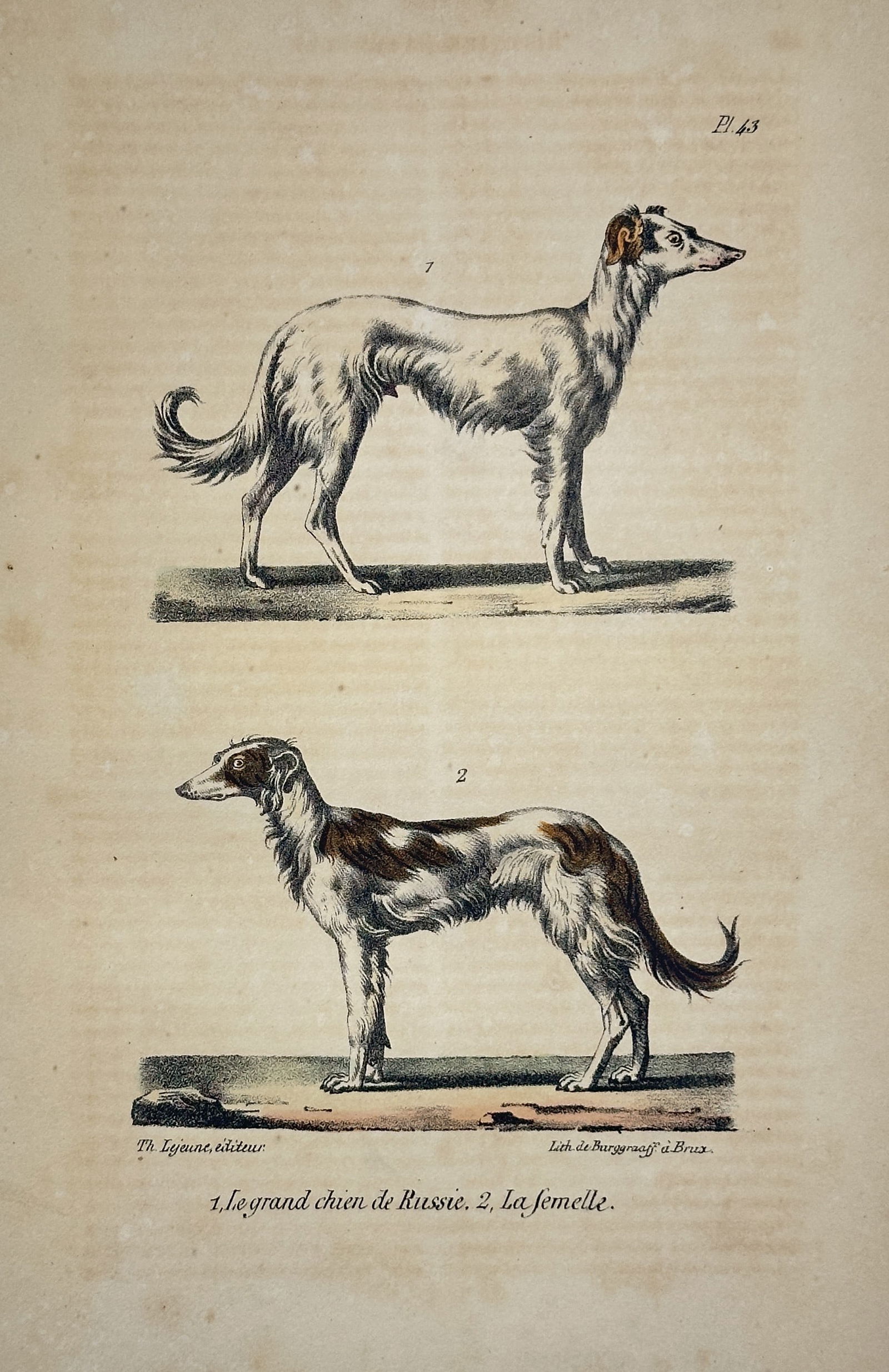 Georges-Louis Leclerc, Comte de Buffon – Large sighthounds – Lithograph, Hand-colored (19th (1 of 2)