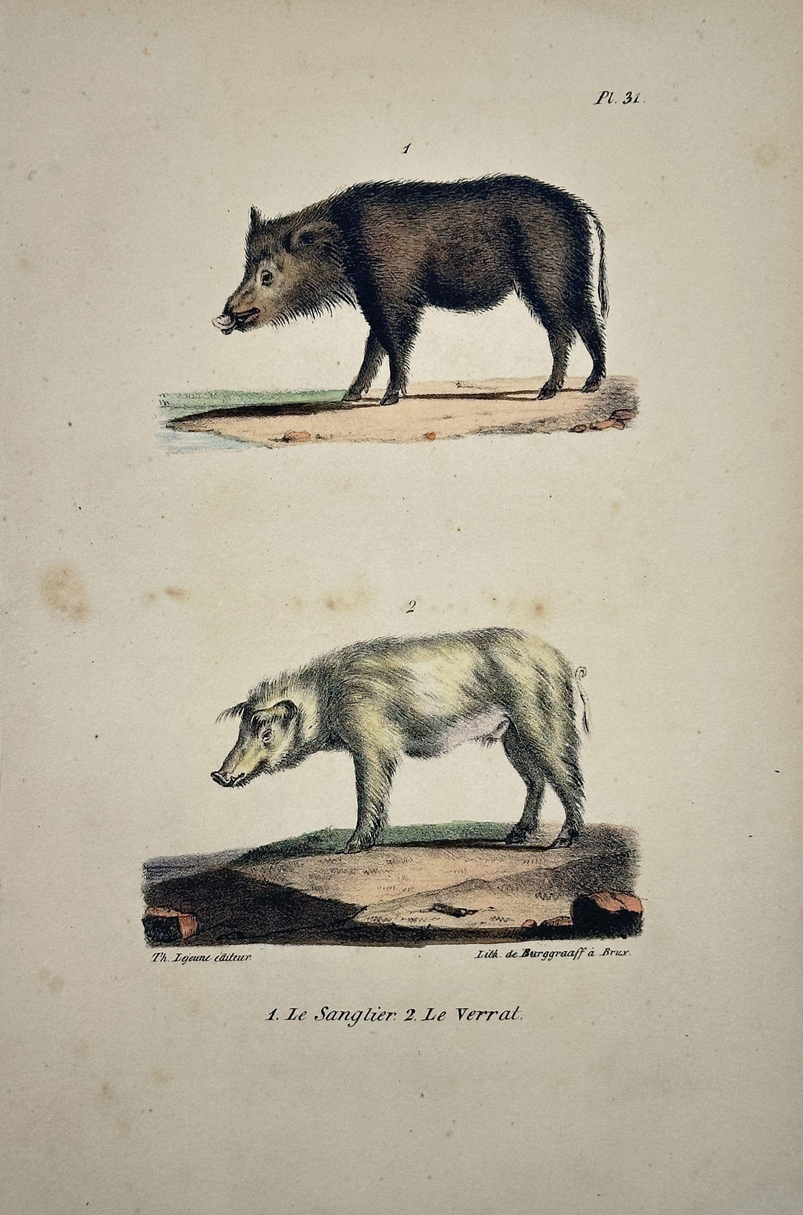 Georges-Louis Leclerc, Comte de Buffon – The Wild Boar, The Boar (Hog) – Lithograph (1 of 2)