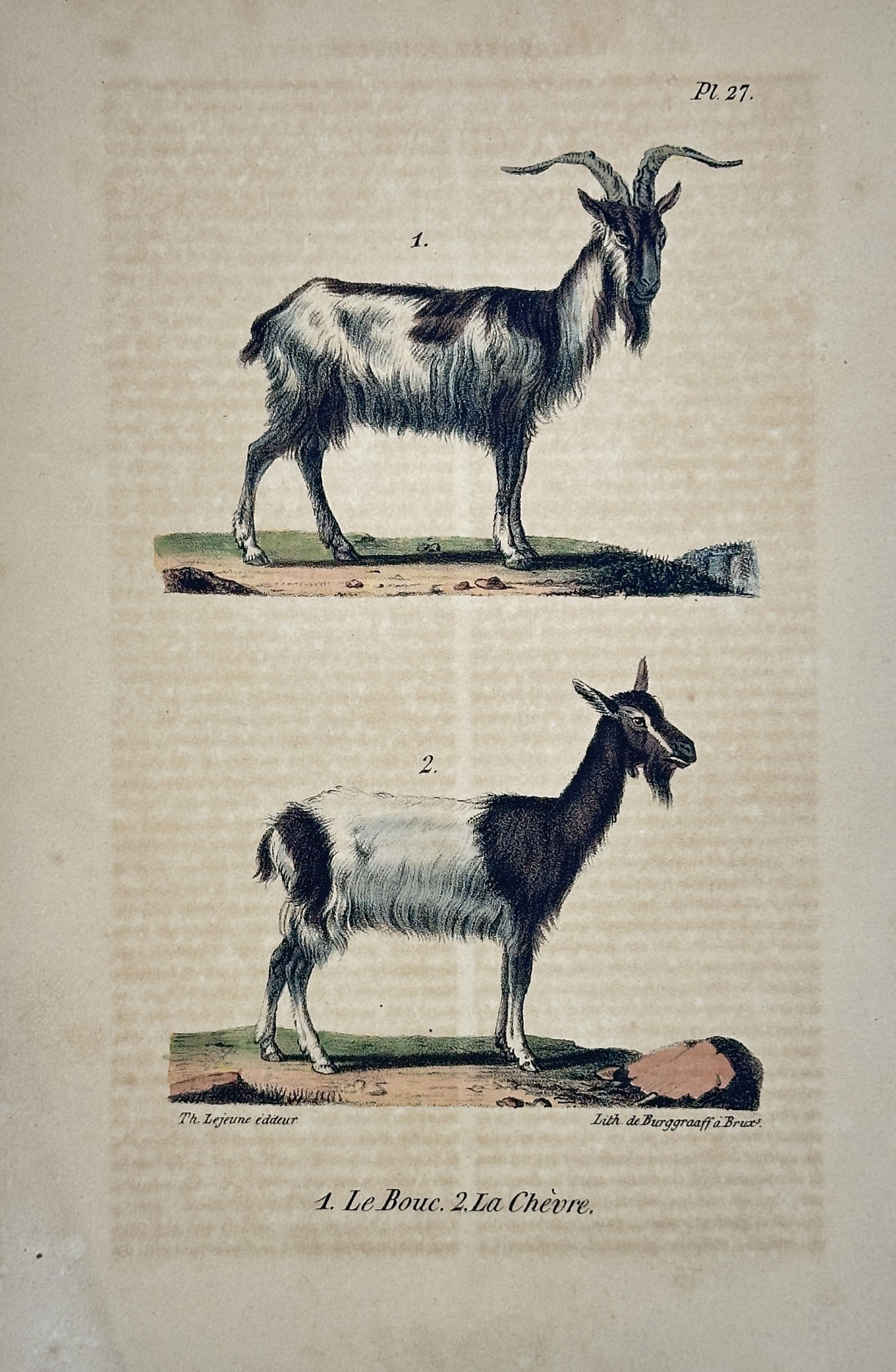 Georges-Louis Leclerc, Comte de Buffon – The Billy Goat, The Nanny Goat – Lithograph (1 of 2)