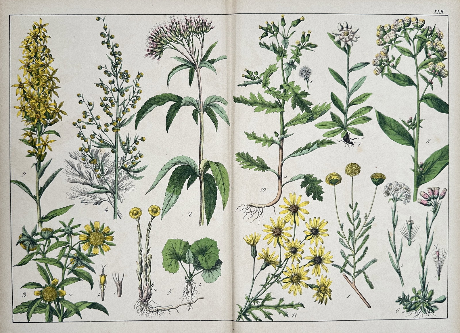 Jacob Sturm (1771–1848) – Botanical Illustration of Asteraceae family – Chromolithograph: This double-page chromolithograph displays a set of various Composite plants (Asteraceae family) including species such as goldenrod, ragwort, and butterbur, rendered in vivid color with scientific de