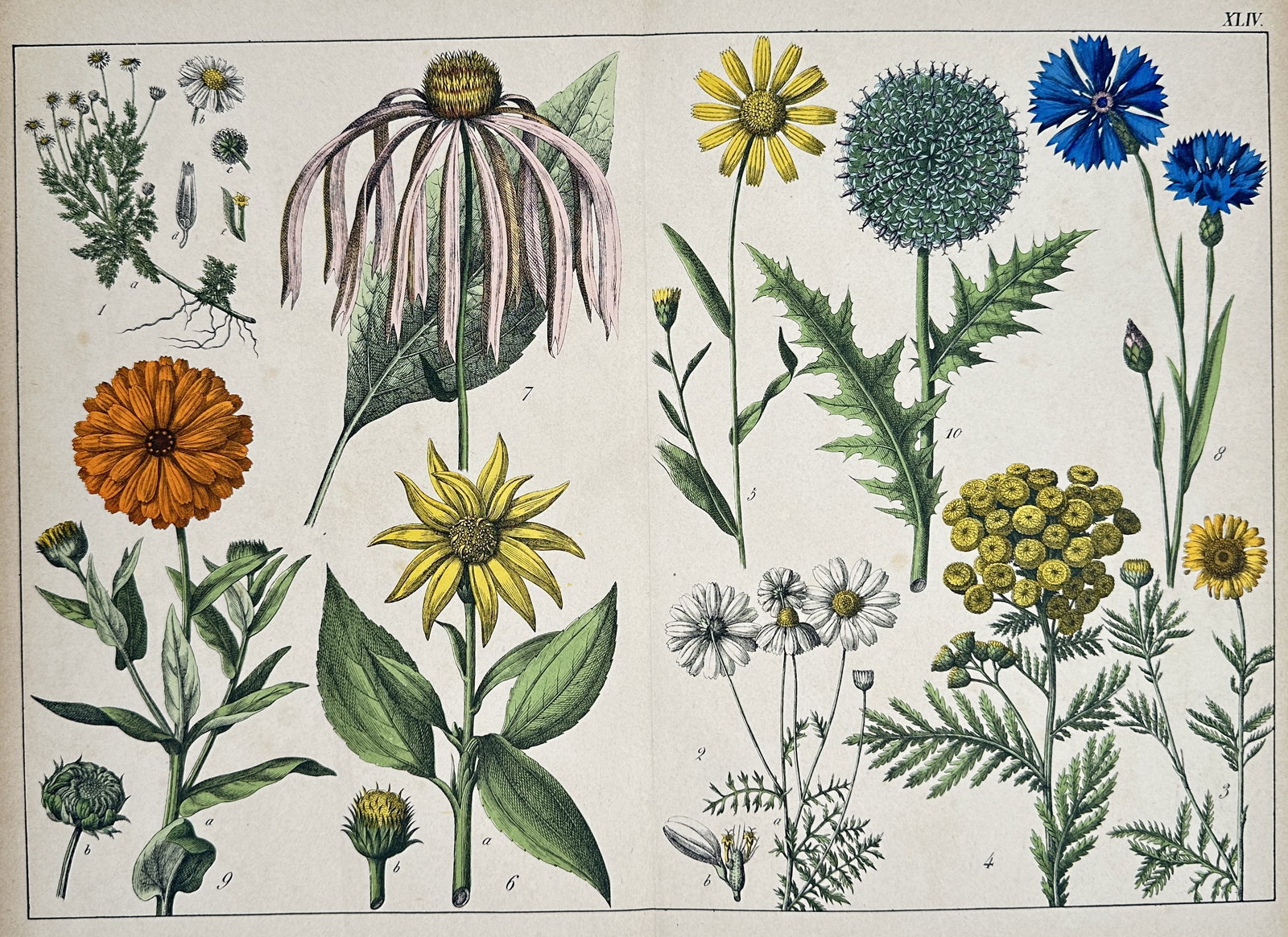 Jacob Sturm (1771–1848) – Botanical Illustration of Composite Plants – Chromolithograph: This double-page chromolithograph displays a set of various Composite plants (Asteraceae family), including species like the coneflower (Echinacea), calendula, tansy, and cornflower, rendered in vivid