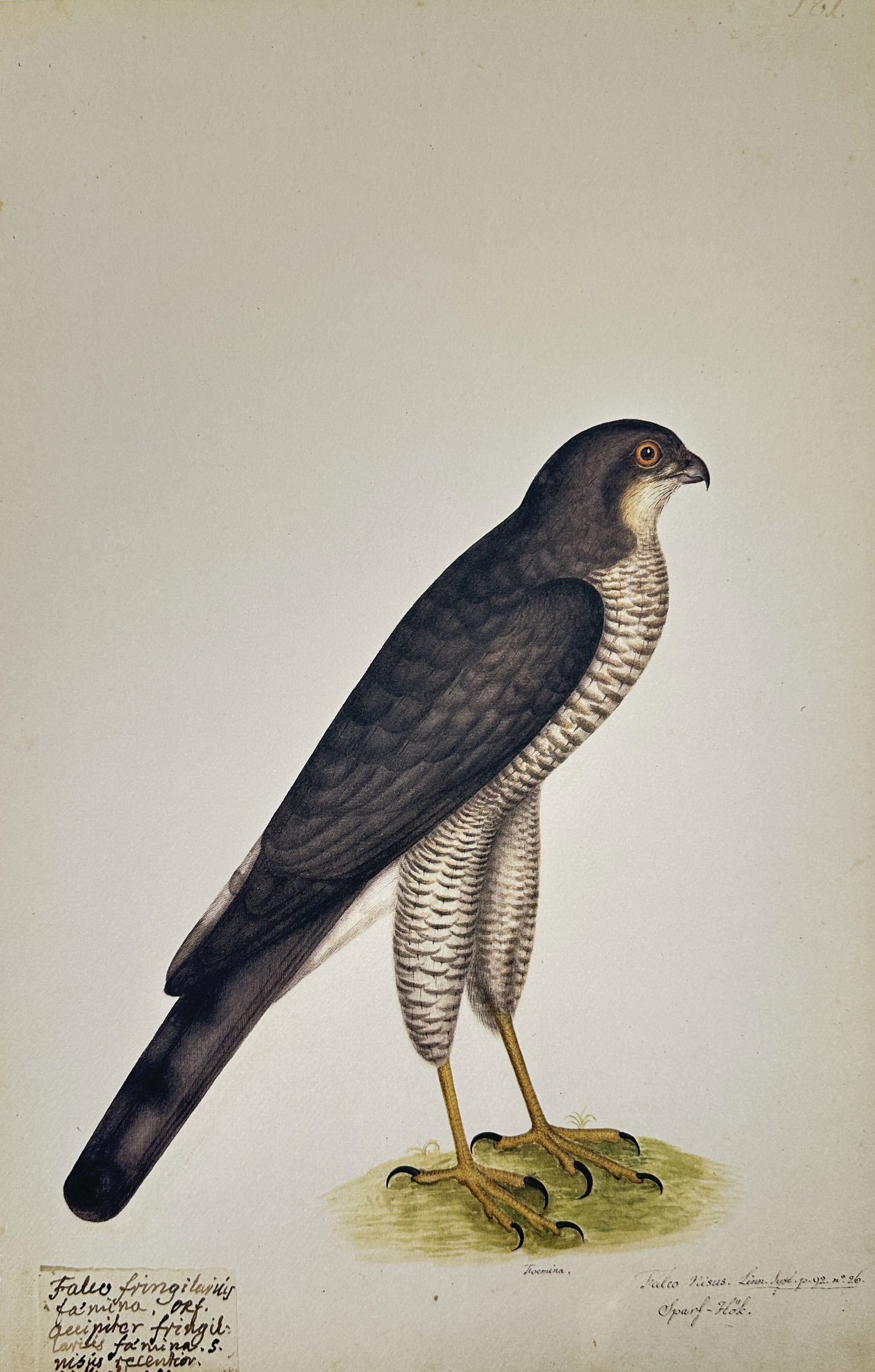 Olof Rudbeck the Younger – Illustration of a Falcon (Sparrowhawk) – Facsimile print printed: This facsimile print is a hand-colored illustration of a bird of prey, labeled as "Falco lineatus" and representing a Sparrowhawk or a similar falcon species. The print is a modern reproduction of one