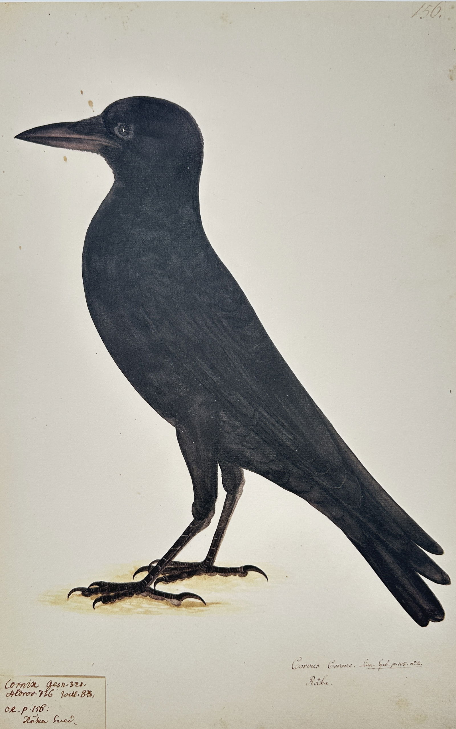 Olof Rudbeck the Younger – Illustration of a Crow (Corvus Corone) – Facsimile print printed: This facsimile prin is a hand-colored illustration of a large black bird, identified by the inscription as Corvus Corone (Crow or Raven species), shown standing in profile. The print is a modern repro