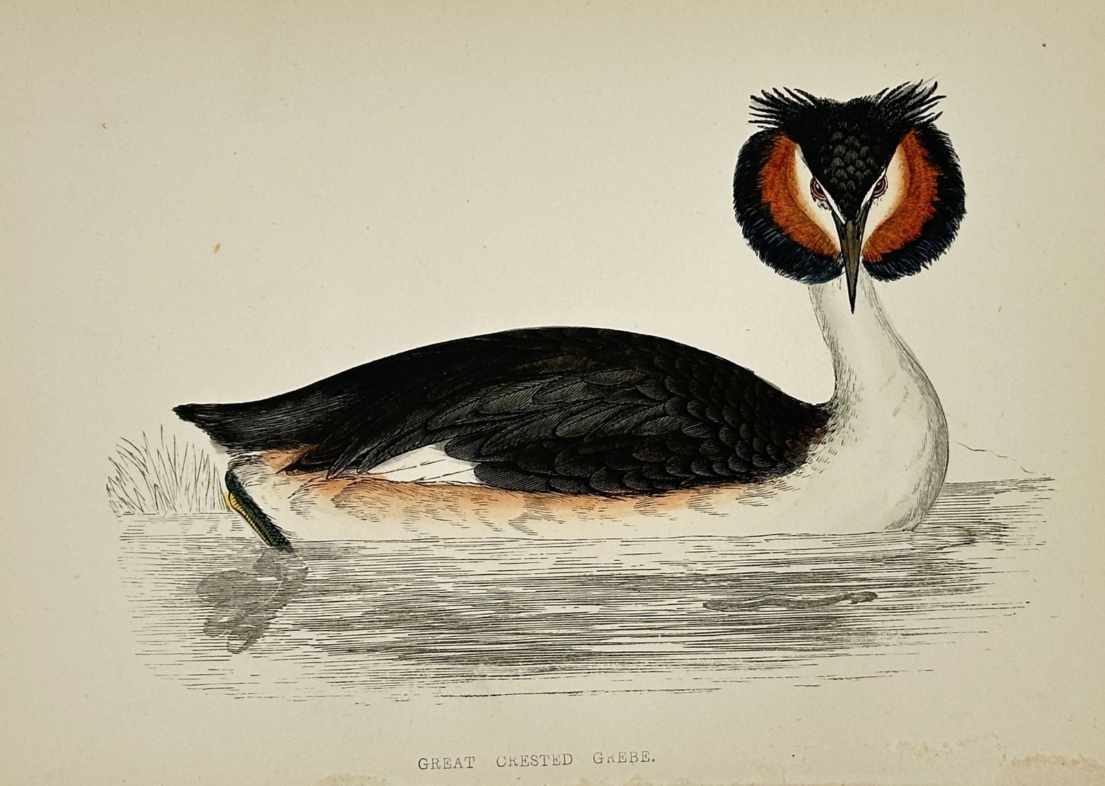 Francis Orpen Morris (1810–1893) – Great Crested Grebe – Engraving, Hand-colored (c. 1853): This hand-colored engraving depicts a Great Crested Grebe (Podiceps cristatus), shown floating on water, identifiable by its striking black crest and reddish-brown ruff around its neck. The print is f