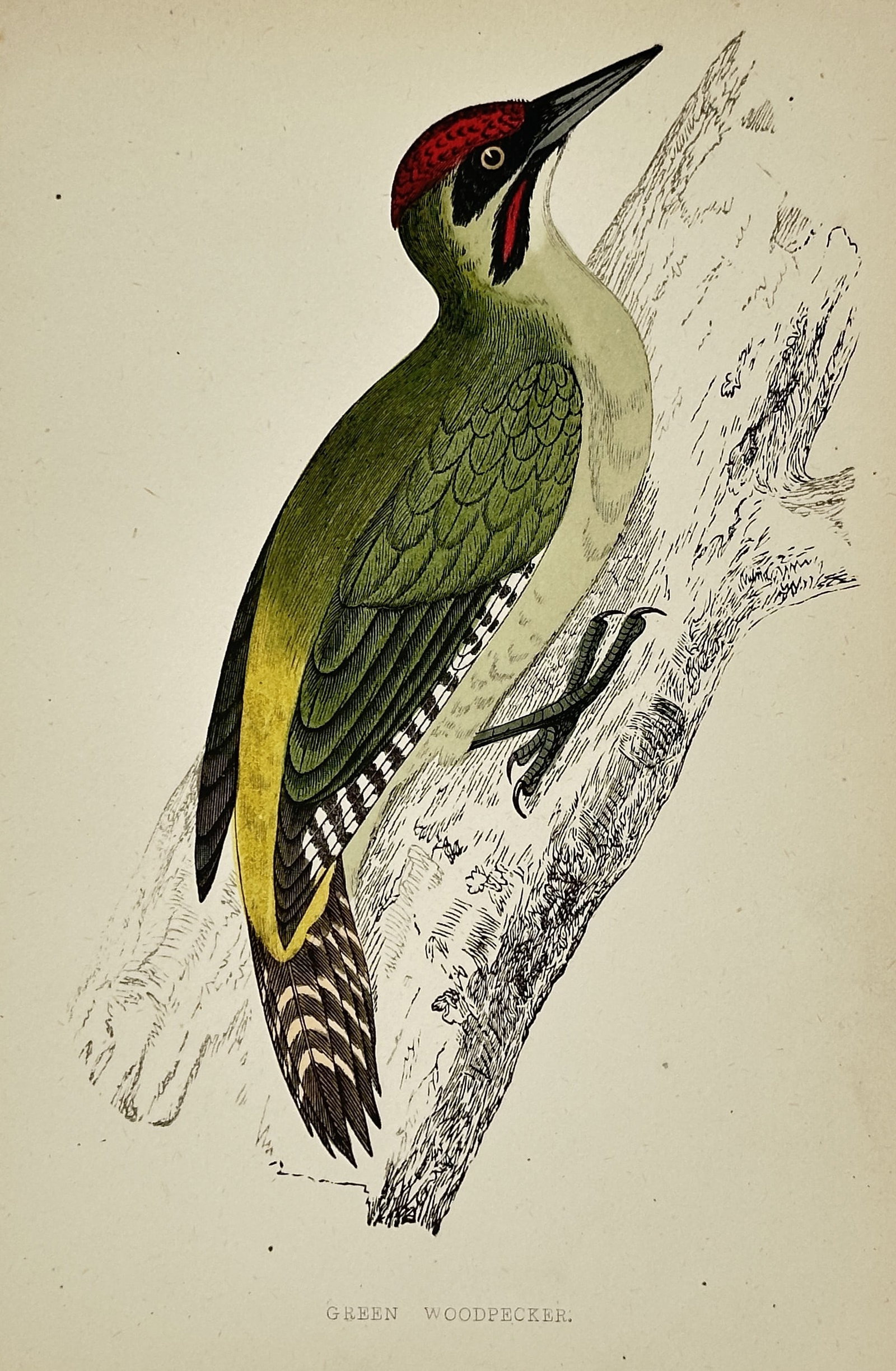 Francis Orpen Morris (1810–1893) – Green Woodpecker – Engraving, Hand-colored (c. 1853): This hand-colored engraving depicts a Green Woodpecker (Picus viridis), shown clinging to a tree trunk, distinguishable by its olive-green body and red crown. The print is from his major ornithologica