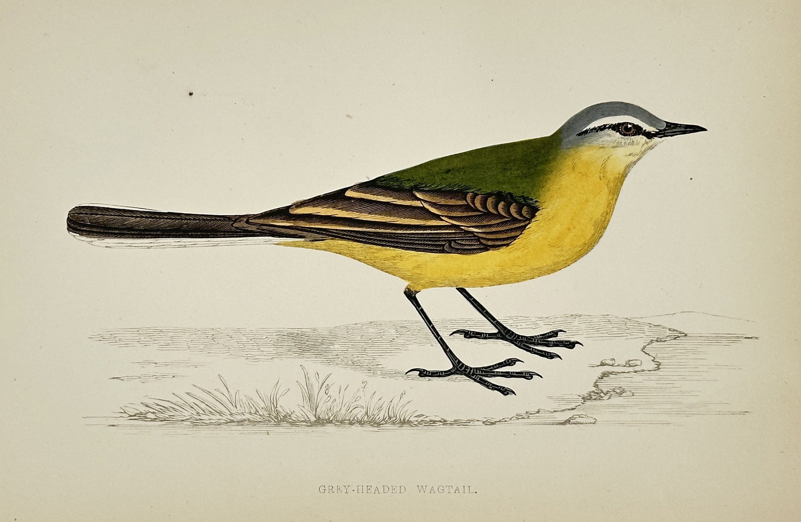 Francis Orpen Morris (1810–1893) – Grey-Headed Wagtail – Engraving, Hand-colored (c. 1853): This hand-colored engraving depicts a Grey-Headed Wagtail (Motacilla flava thunbergi), shown standing in profile with its distinctive bright yellow underparts and grey head. The print is from his majo