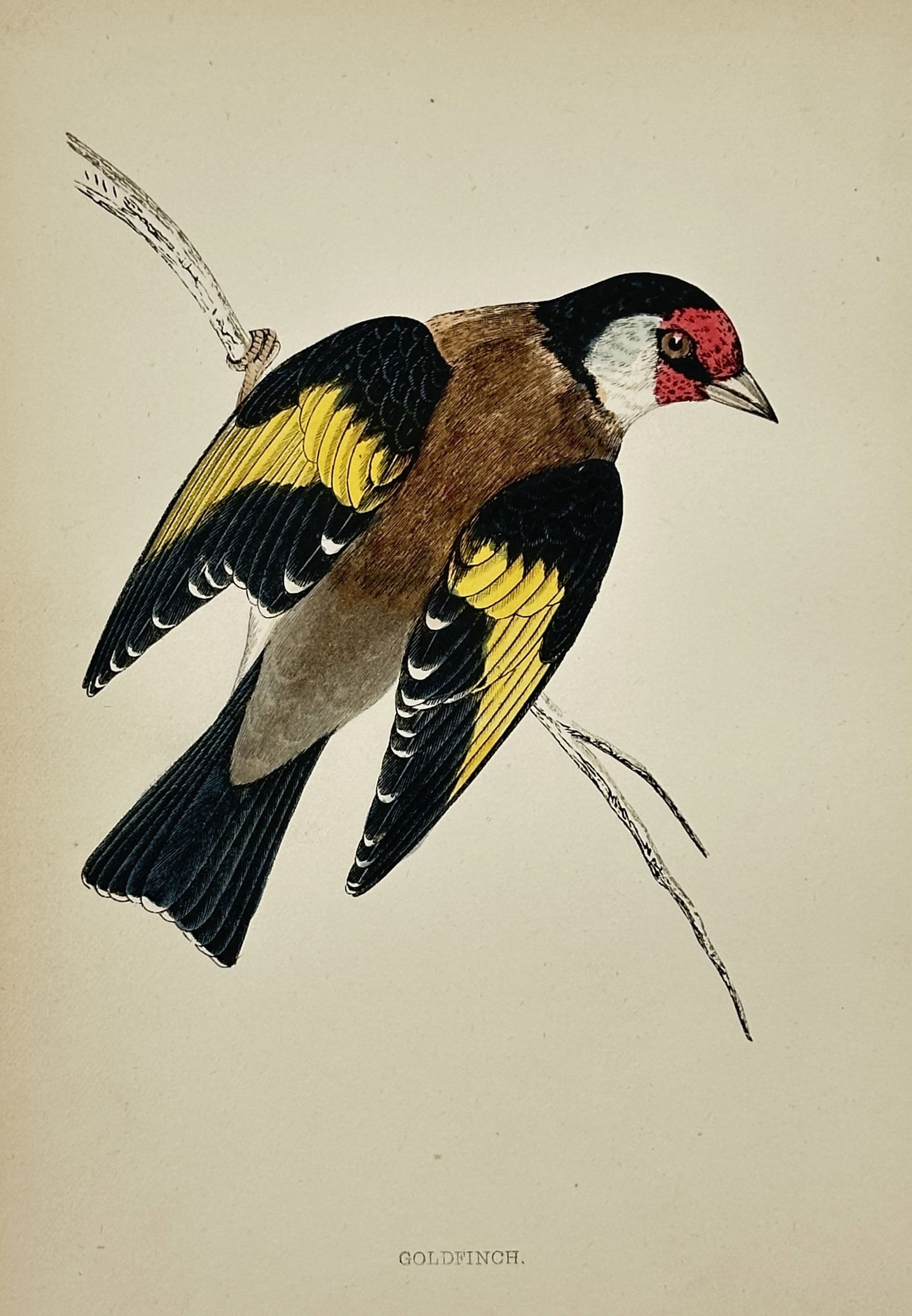 Francis Orpen Morris (1810–1893) – Goldfinch – Engraving, Hand-colored (c. 1853): This hand-colored engraving depicts a Goldfinch (Carduelis carduelis), shown perched on a branch, identifiable by its bright yellow wing patches, black and white plumage, and red facial mask. The prin