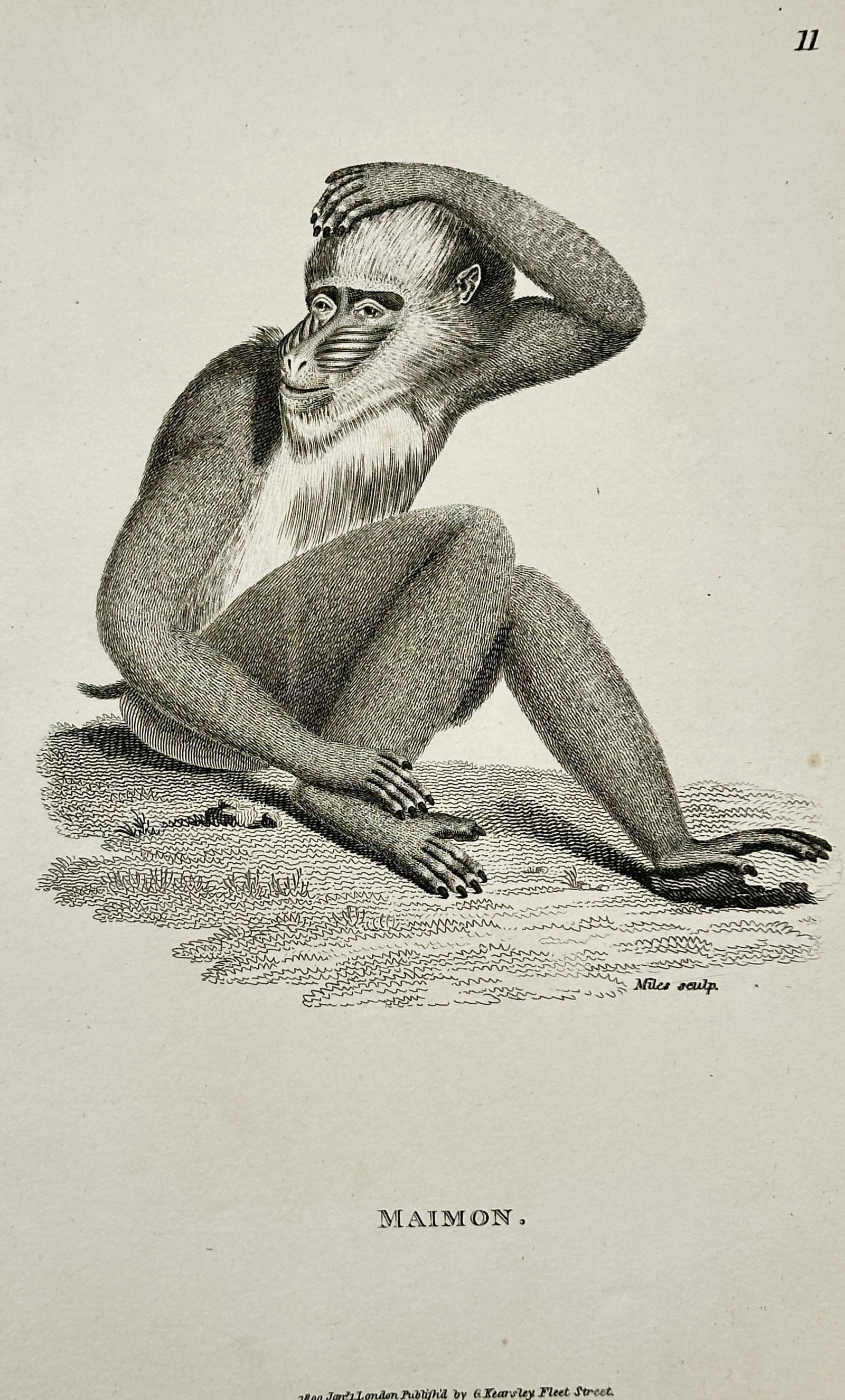 George Shaw (1751–1813) – Maimon – Engraving (1800): This engraving illustrates a Maimon (Mandrill), shown seated and scratching its head in a contemplative pose. It was published by G. Kearsley in London for the natural history work General Zoology or