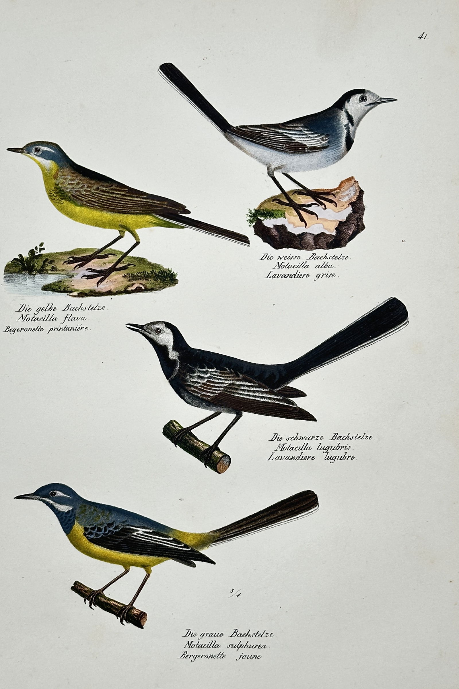 Karl Joseph Brodtmann (1787–1862) – Wagtails – Engraving, Hand-colored (c. 1830): This hand-colored engraving depicts four different species or subspecies of Wagtails (Motacilla genus), shown perched in profile, including the Grey Wagtail, Yellow Wagtail, and White Wagtail, with Ge