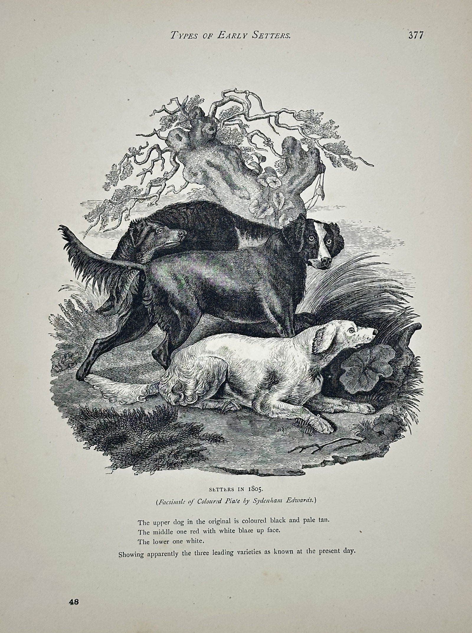 Sydenham Edwards (1768–1819) – Types of Early Setters – Engraving (1865) (1 of 2)