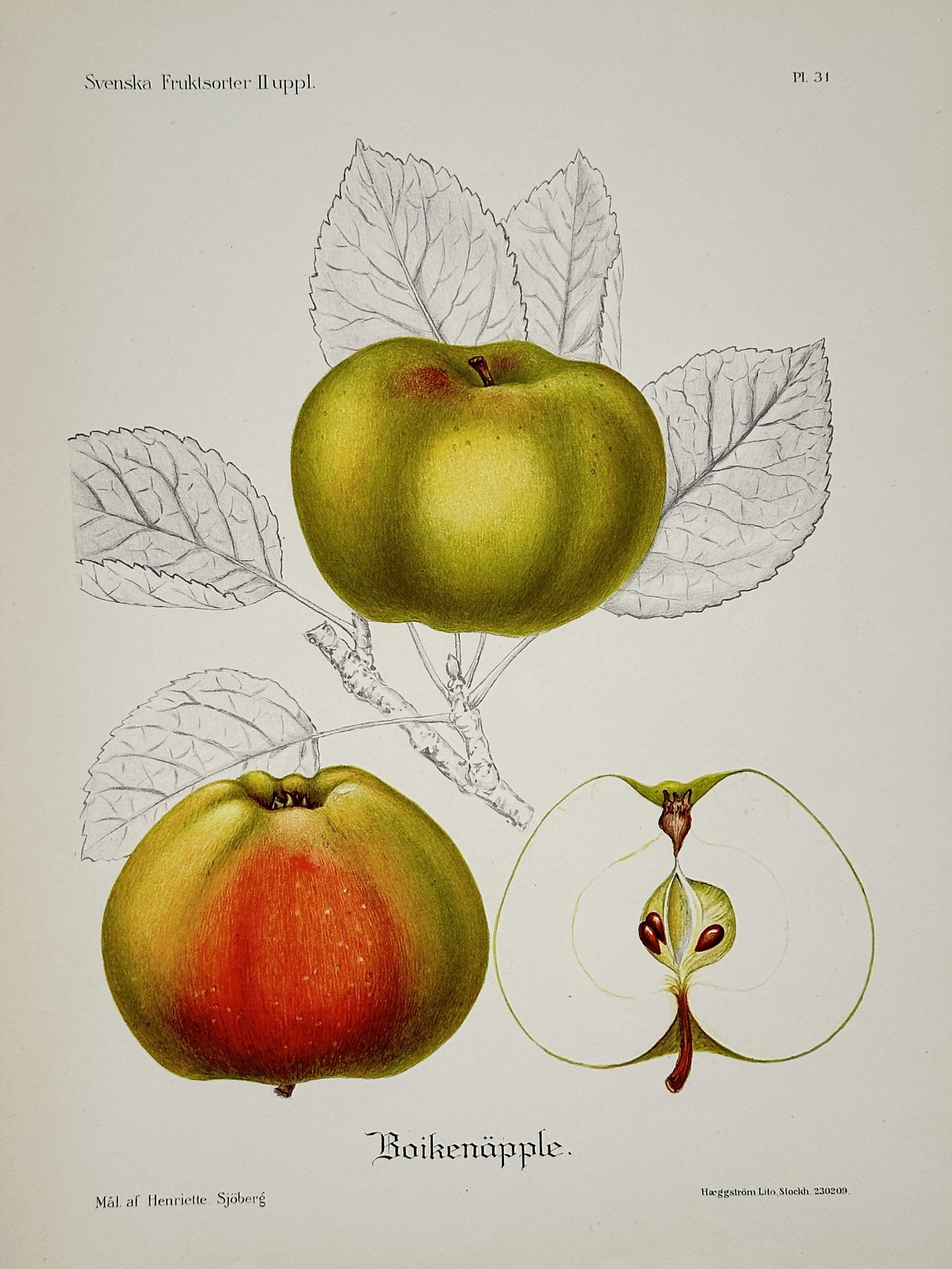 Henriette Sjöberg – Botanical Illustration: Boiken Apple – Chromolithograph (circa 1920) (1 of 2)