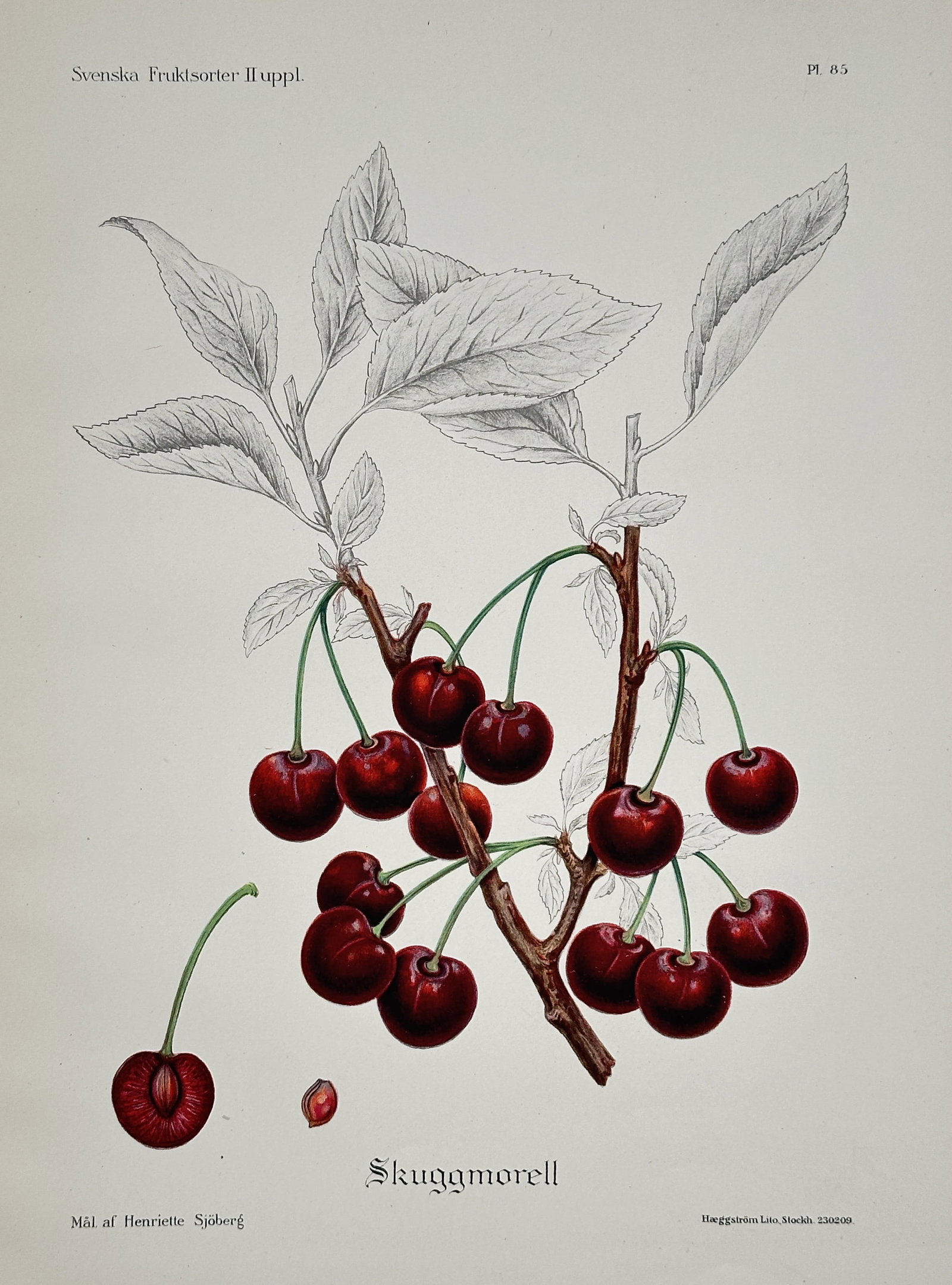 Henriette Sjöberg – Botanical Illustration: Skugga Morello Cherry – Chromolithograph (circa: This illustration depicts the Skugga Morello cherry (Skuggamorell), showing a cluster of cherries on a branch, a cross-section of a fruit, and the stone, with detailed line drawings of the leaves and 