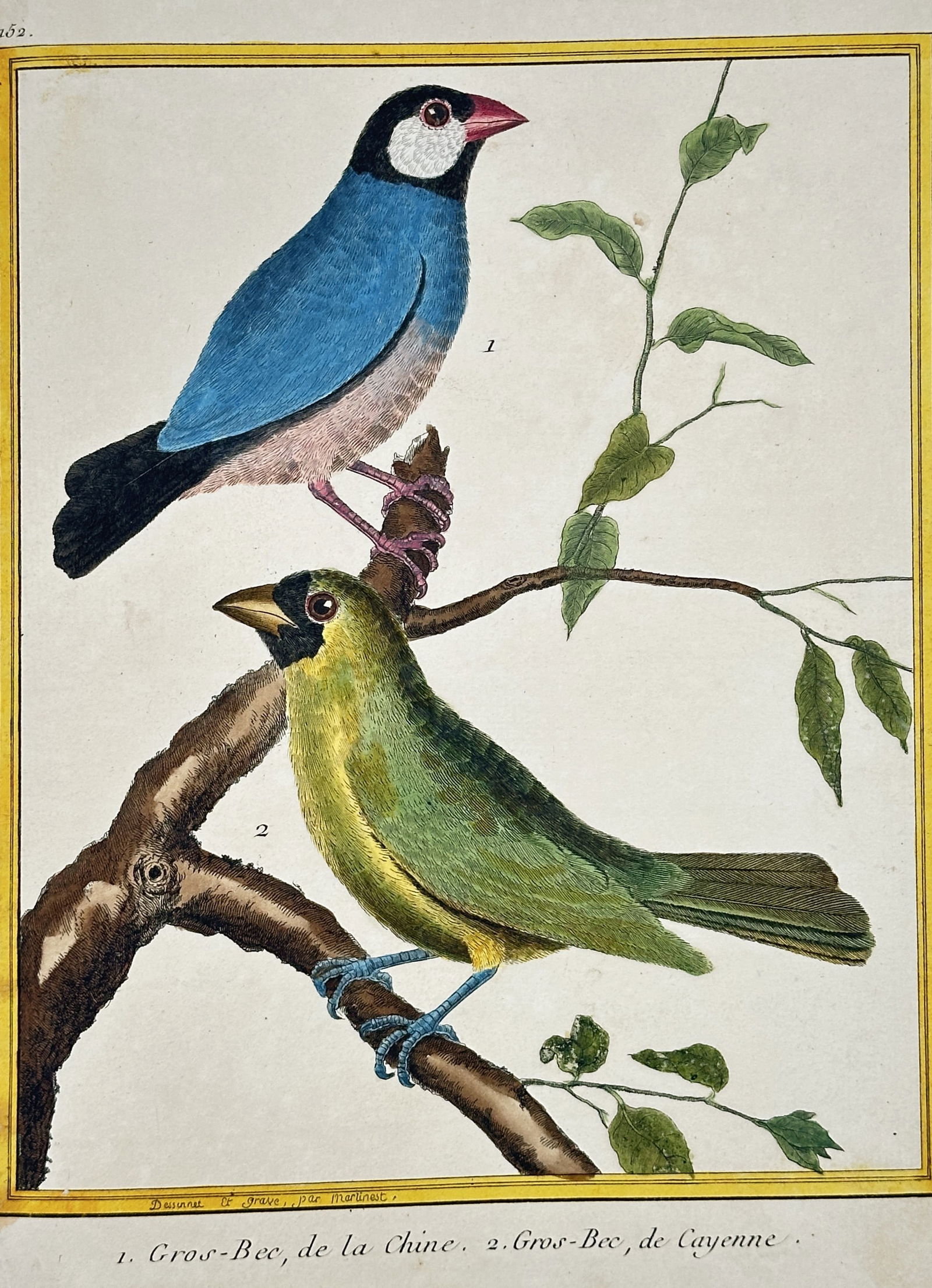 François-Nicolas Martinet – Gros-Bec, de la Chine and Gros-Bec, de Cayenne (No. 152) (1 of 2)