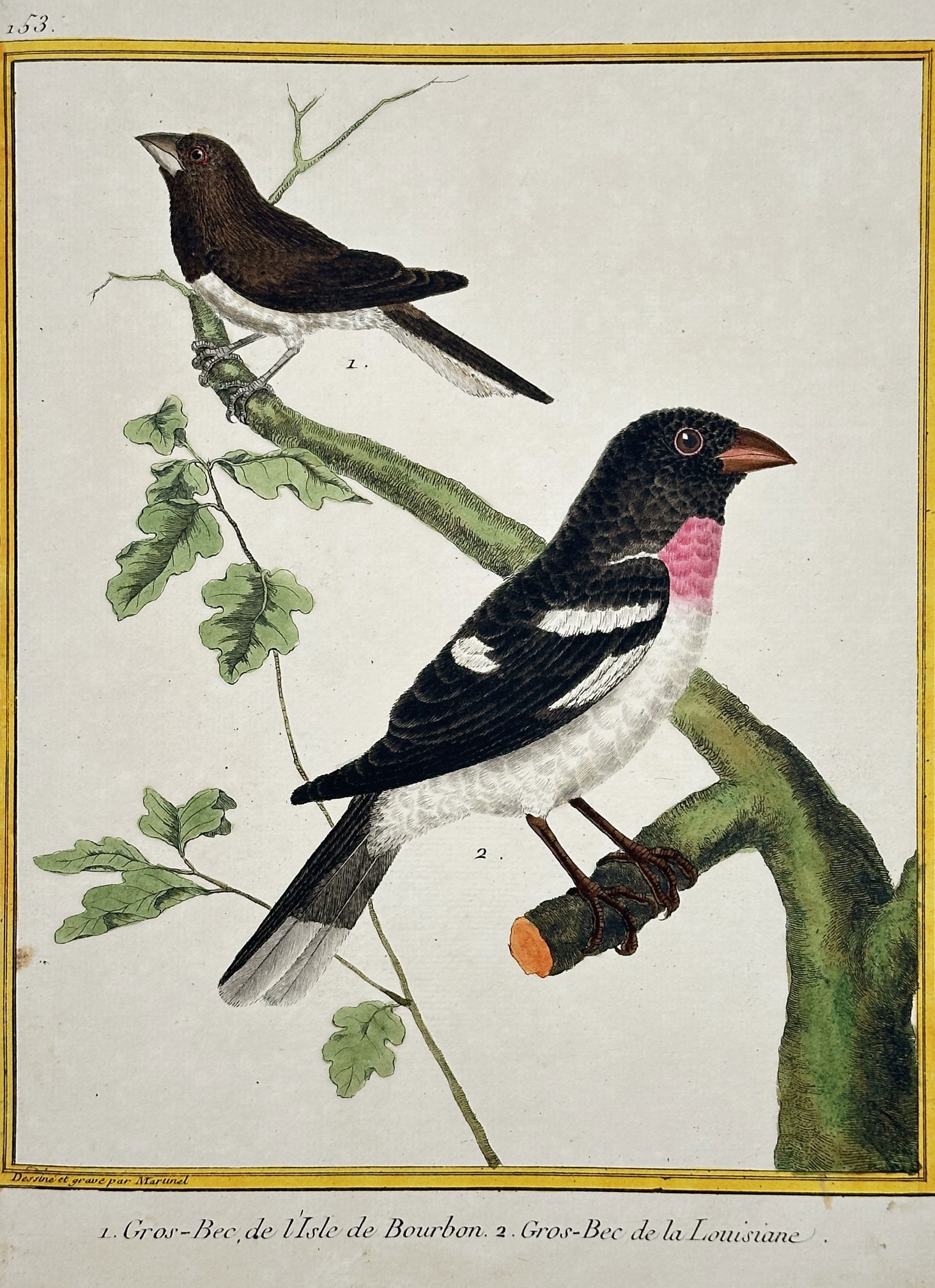 François-Nicolas Martinet – Gros-Bec, de l'Isle de Bourbon and Gros-Bec de l (1 of 2)