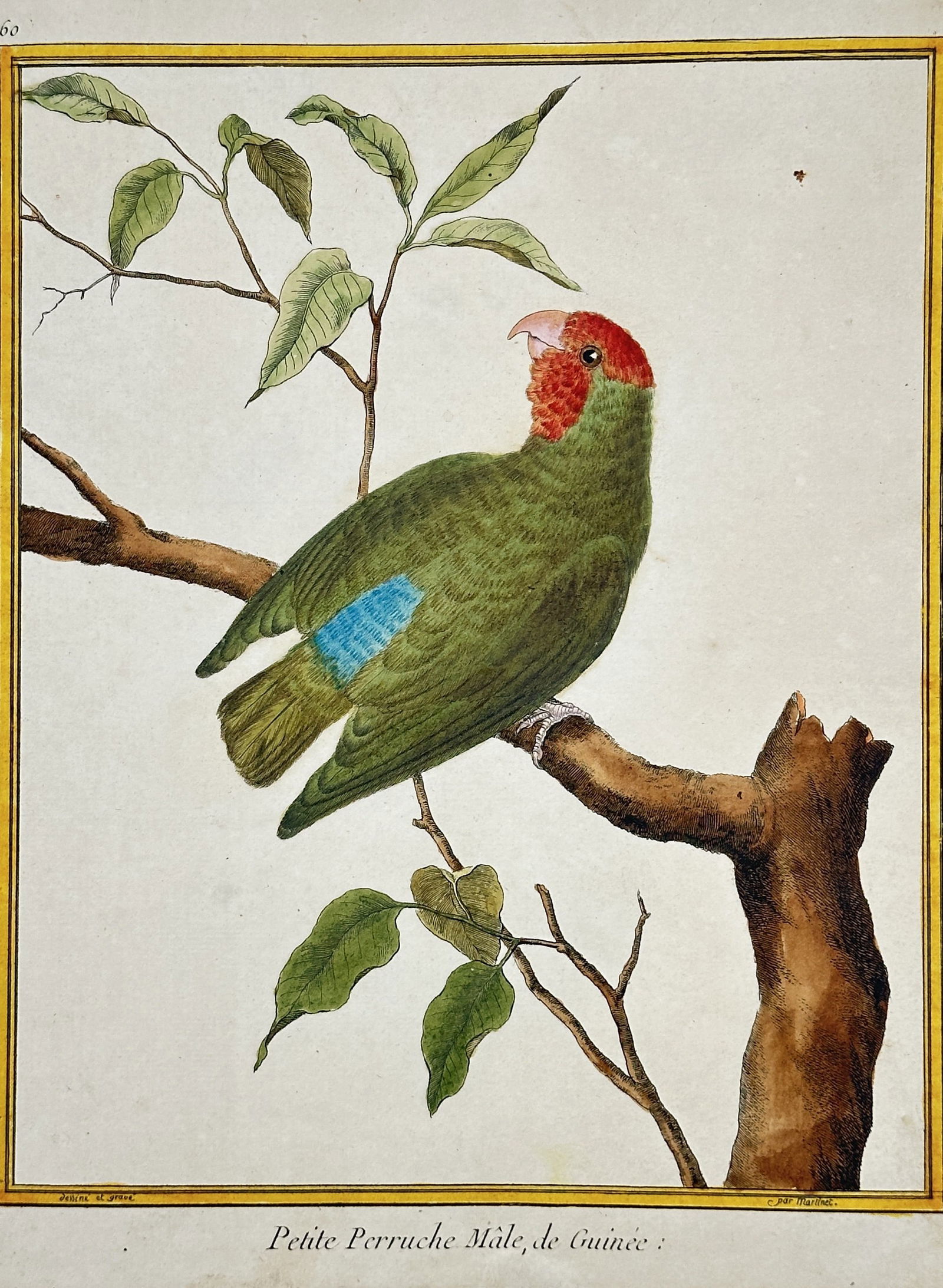 François-Nicolas Martine - Petite Perruche Mâle, de Guinée (No. 56) – Hand-colored engraving (1 of 2)