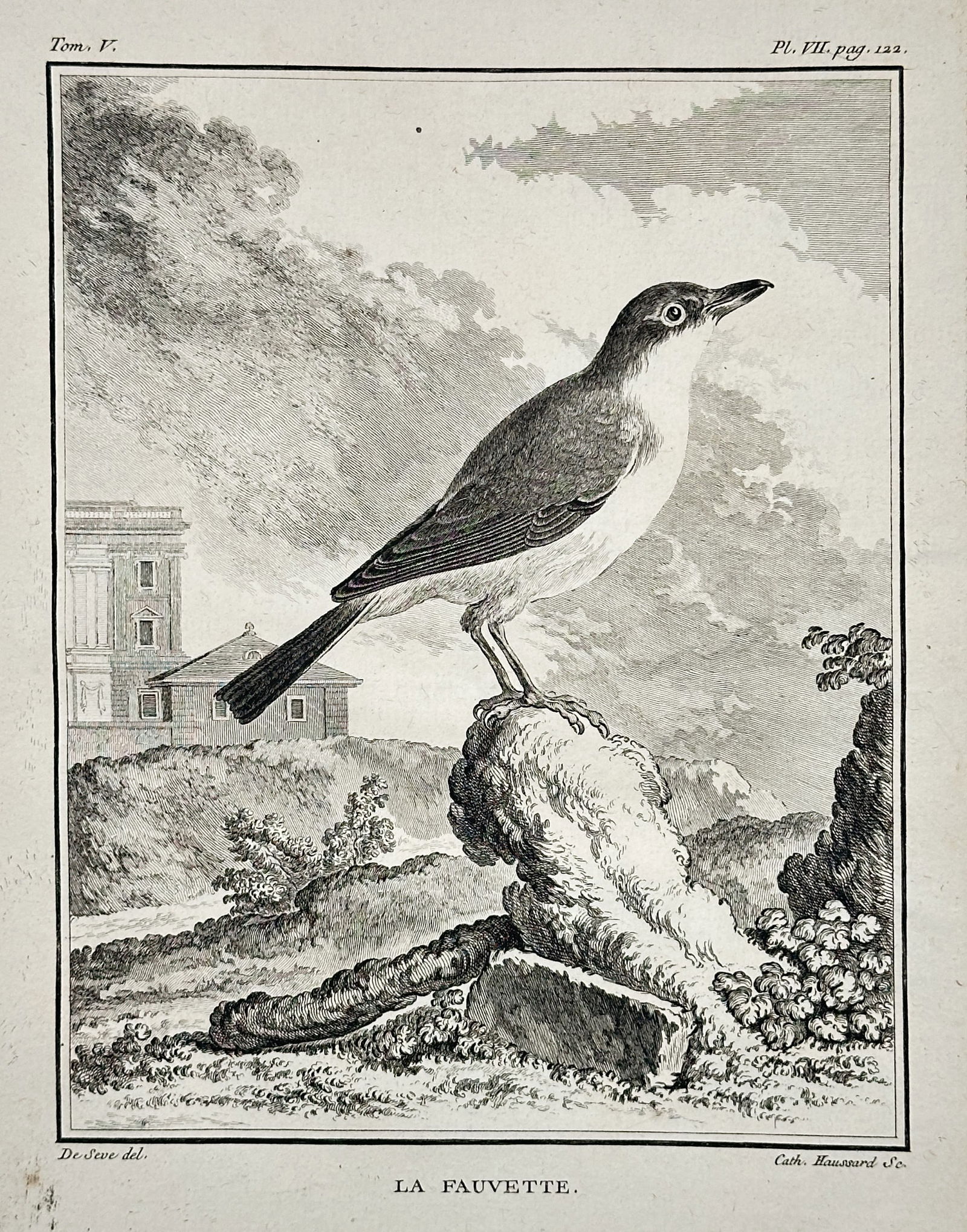 George-Louis Leclerc, Comte de Buffon – The Warbler (La Fauvette)  – Engraving (circa 1770) (1 of 2)
