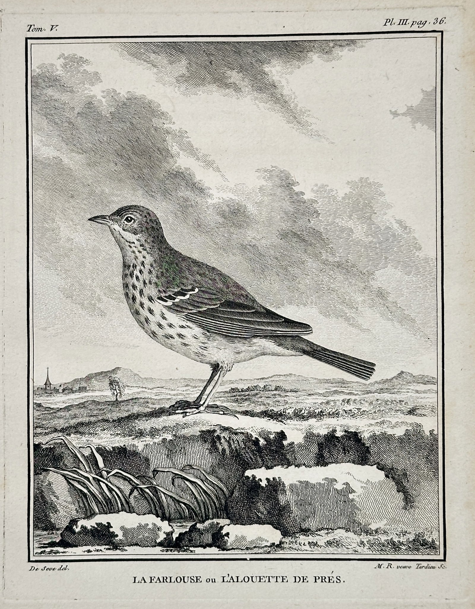George-Louis Leclerc, Comte de Buffon – The Rock Pipit, or Meadow Lark  – Engraving (circa 1770) (1 of 2)