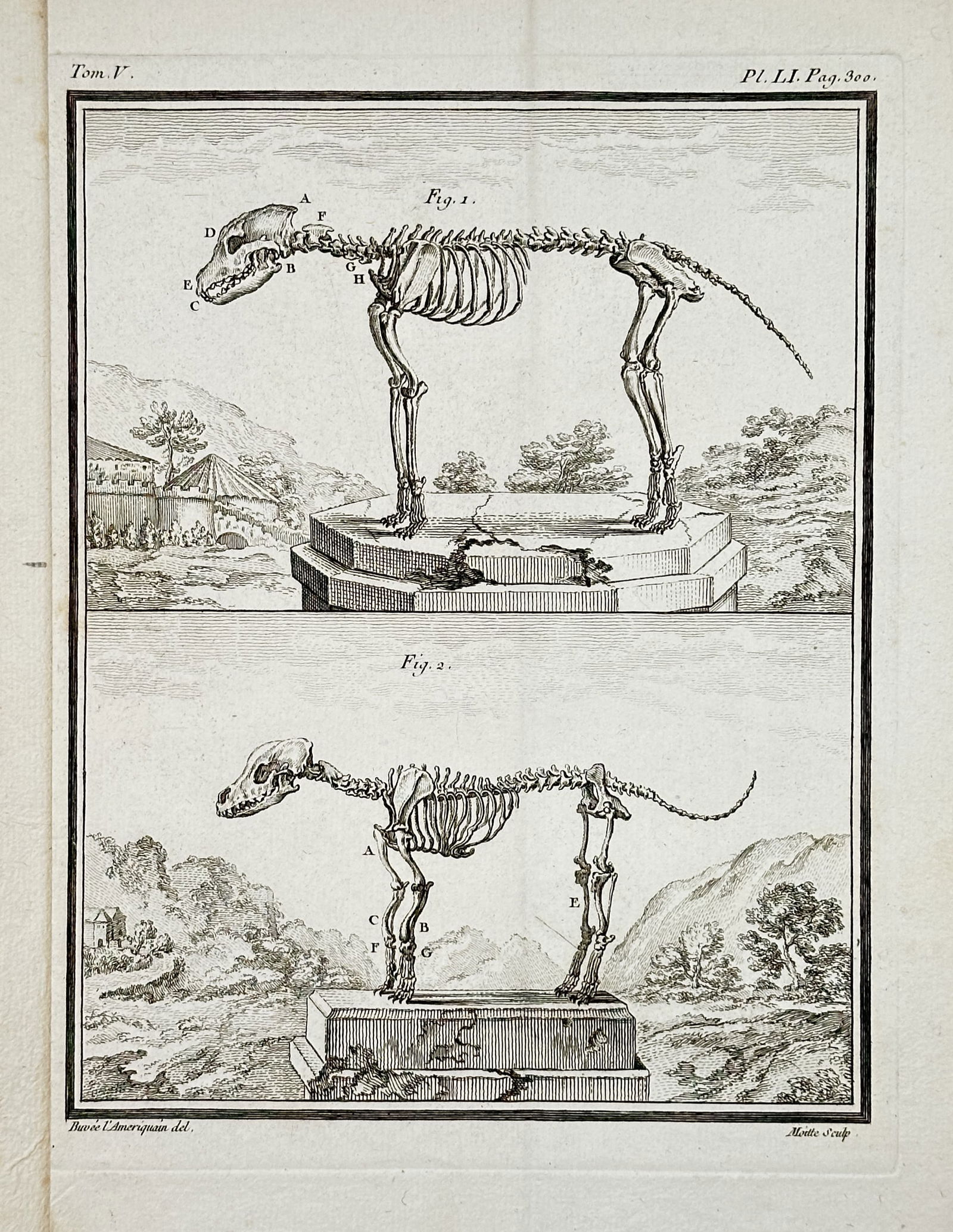 George-Louis Leclerc, Comte de Buffon – Comparative Skeletons of Two Breeds of Dog – Engraving (1 of 2)