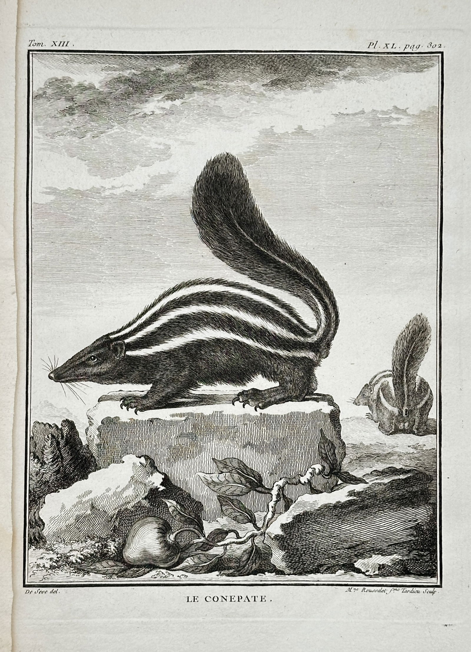 Georges-Louis Leclerc, Comte de Buffon (1707–1788) – Le Conepath (The Hog-Nosed Skunk) (1 of 2)