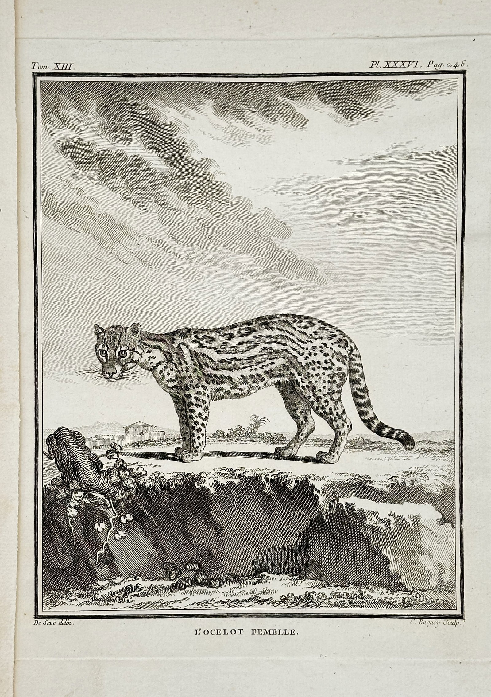 Georges-Louis Leclerc, Comte de Buffon (1707–1788) – L'Ocelot Femelle (The Female Ocelot): This print is an illustration of a female ocelot, shown standing on a rocky outcrop with a richly textured, spotted coat. The print is titled in French as L'Ocelot Femelle. This image originates from 