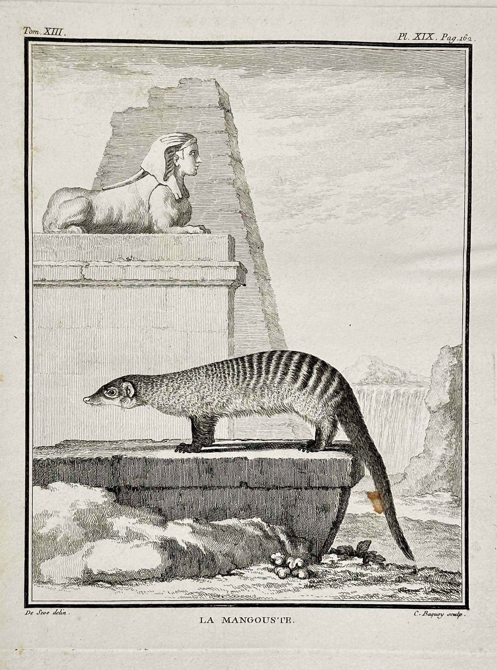 Georges-Louis Leclerc, Comte de Buffon (1707–1788) – La Mangouste (The Mongoose) (1 of 2)