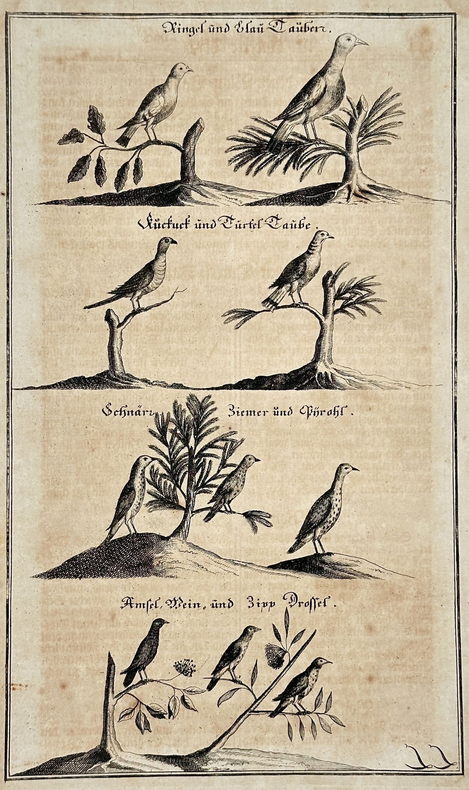 Johann Michael Seligmann (1720–1762) – Ring- and Blue-Dove/Pigeon – Engraving (Circa (1 of 2)