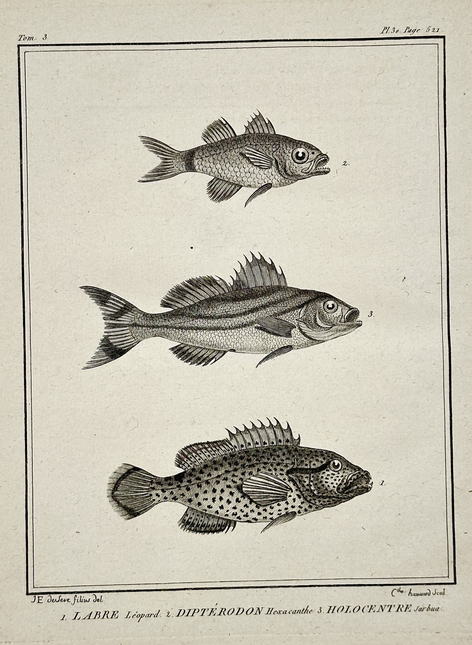 Georges-Louis Leclerc, Comte de Buffon (1707–1788) – Leopard Wrasse – Engraving (1 of 2)