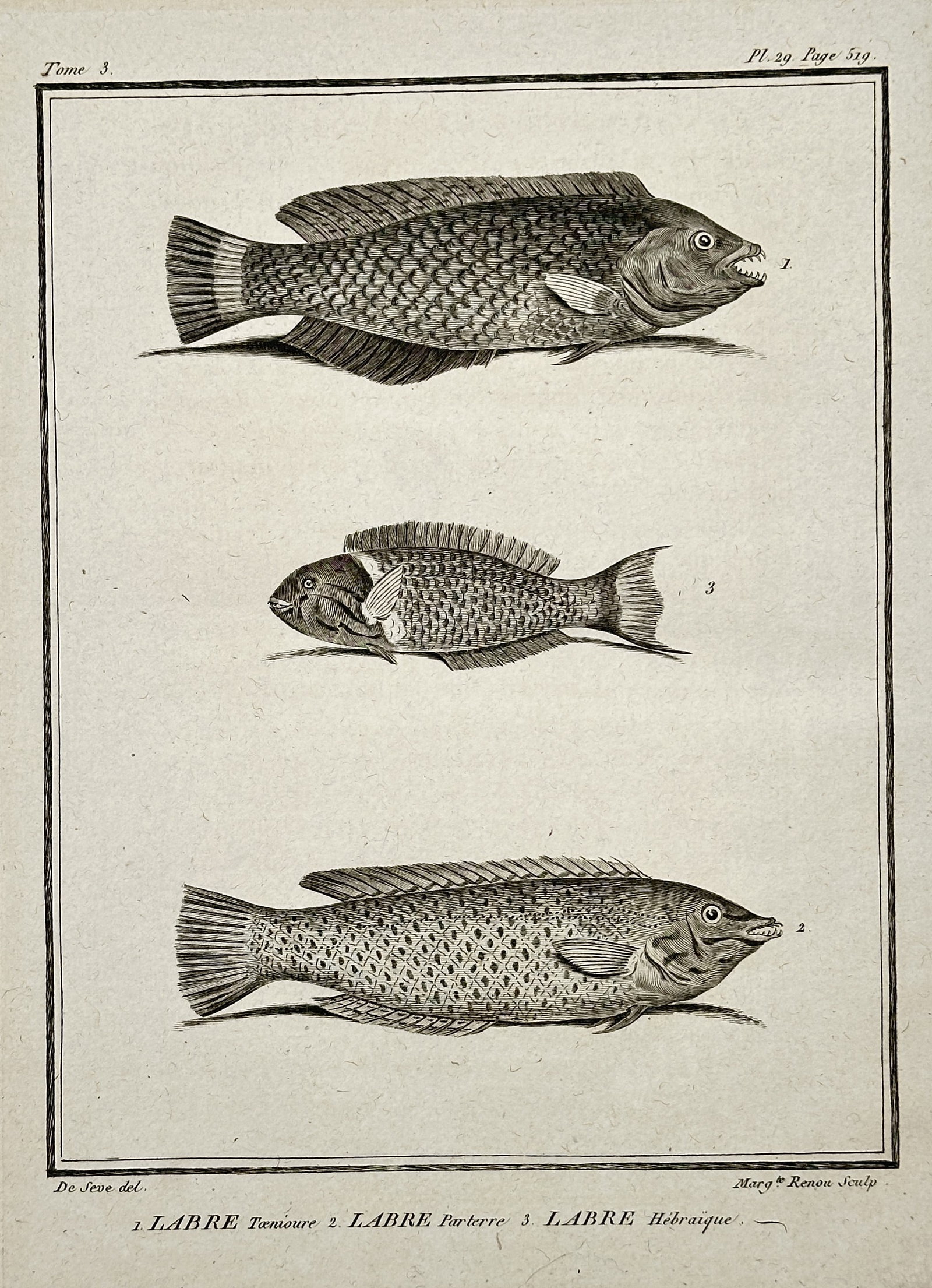 Georges-Louis Leclerc, Comte de Buffon – Labre (Wrasse) Fish – Engraving (18th Century): This print depicts three different species of wrasse (Labre) fish: Labre Tumuure, Labre Barriere, and Labre Helvaïque, presented as scientific studies in profile. The illustration is a natural histor