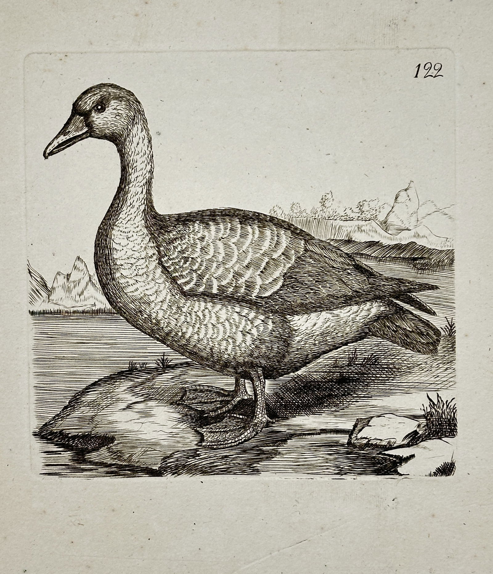 Thomas Pennant (1726–1798) – Snow Goose (Anas hyperborea) – Engraving (c. 1766) (1 of 2)