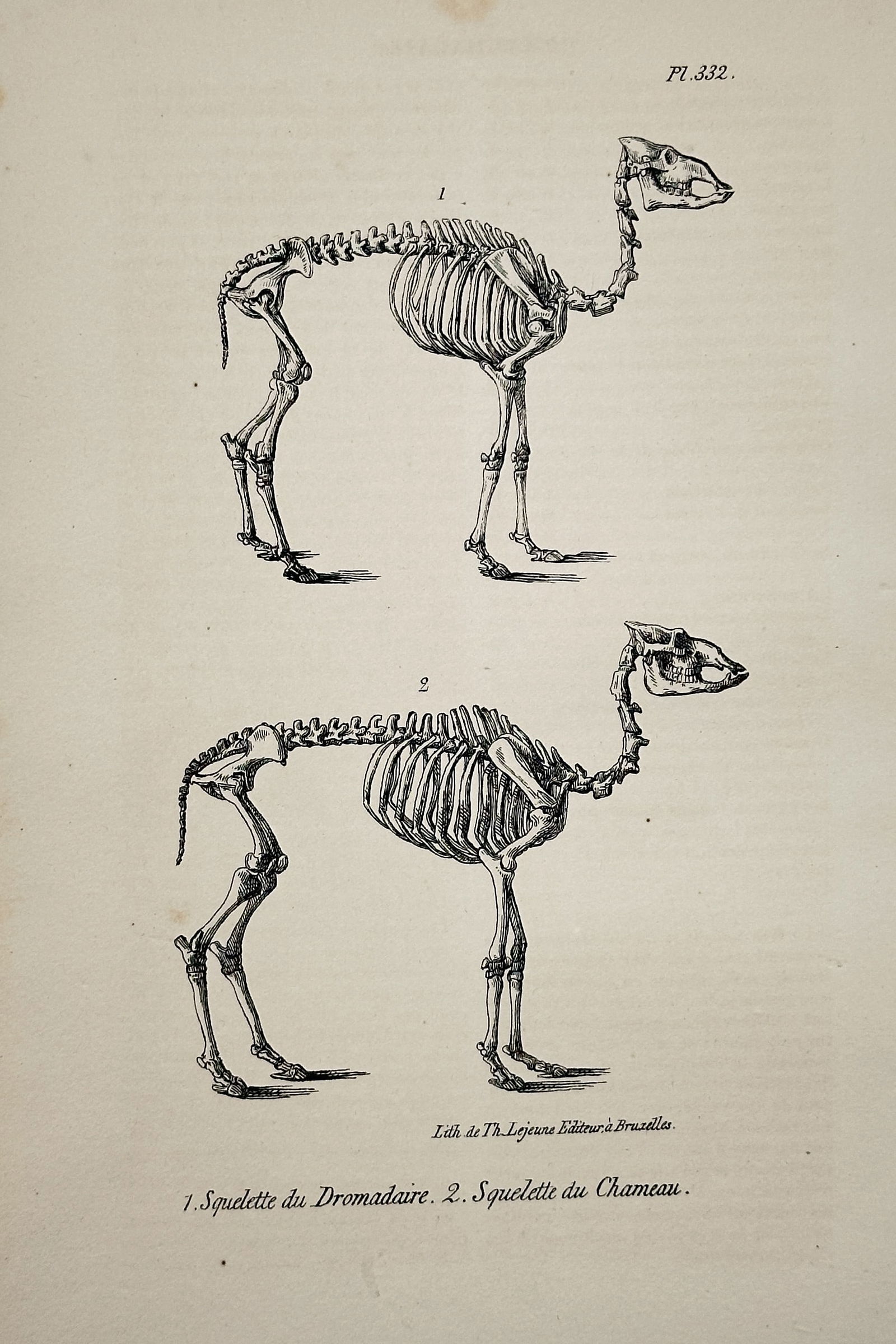 Georges Louis Leclerc Buffon – Skeleton of the Dromedary and the Camel – Lithograph (c. 1830) (1 of 2)