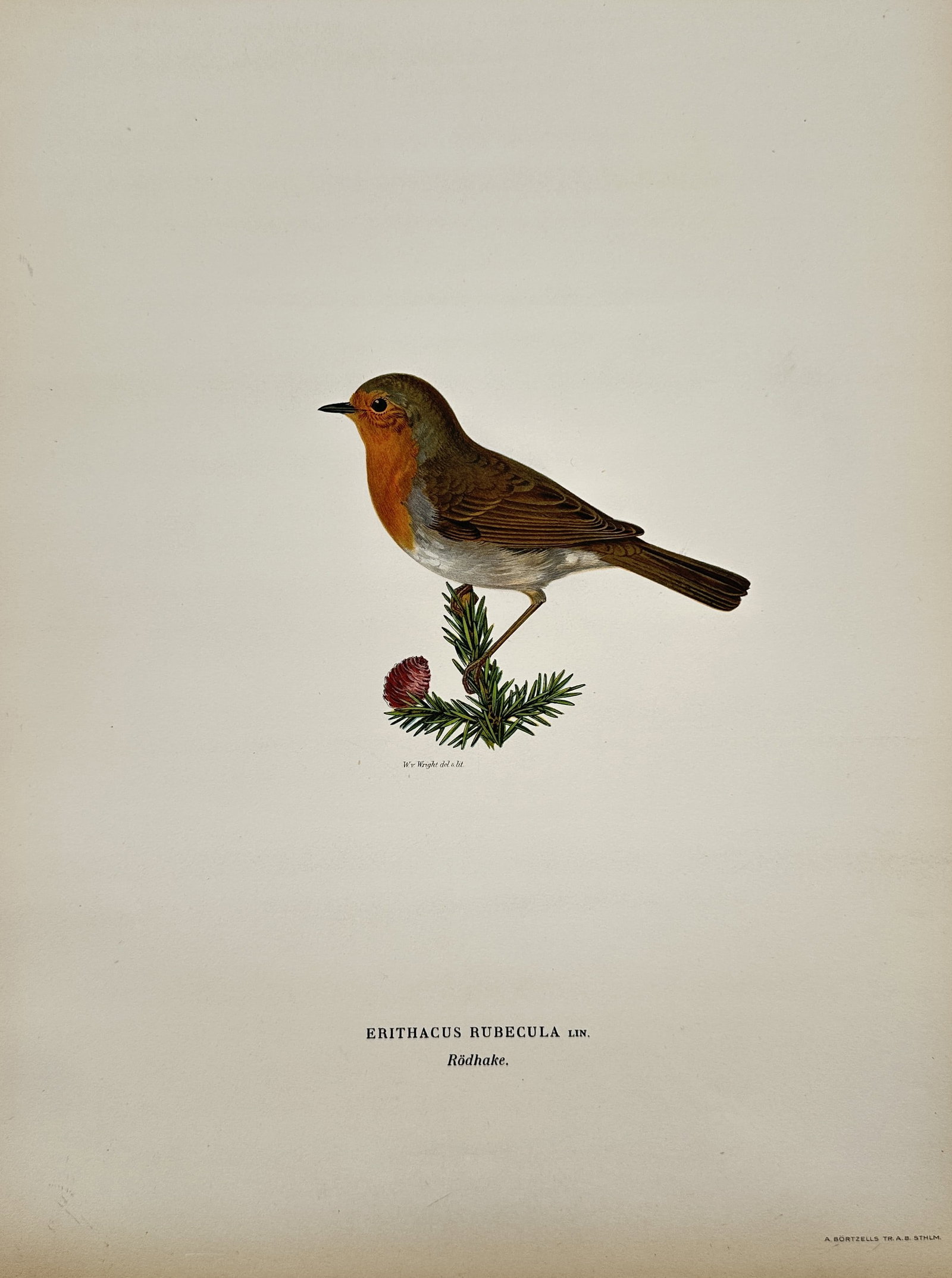 Wilhelm von Wright (1810–1887) –European robin (Rodhake) – Chromolithograph (c. 1920s): This chromolithograph depicts the Erithacus rubecula (Rodhake), published in the work "Svenska Foglar" (Swedish Birds). Wilhelm von Wright was a Finnish-Swedish painter and illustrator, best known for