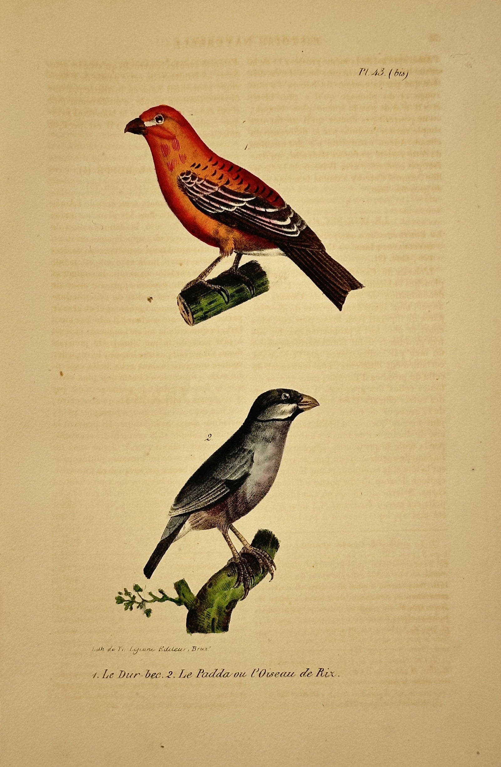 Georges Louis Leclerc Buffon – Hawfinch and Java Sparrow – Hand-colored lithograph (c. 1830) (1 of 2)