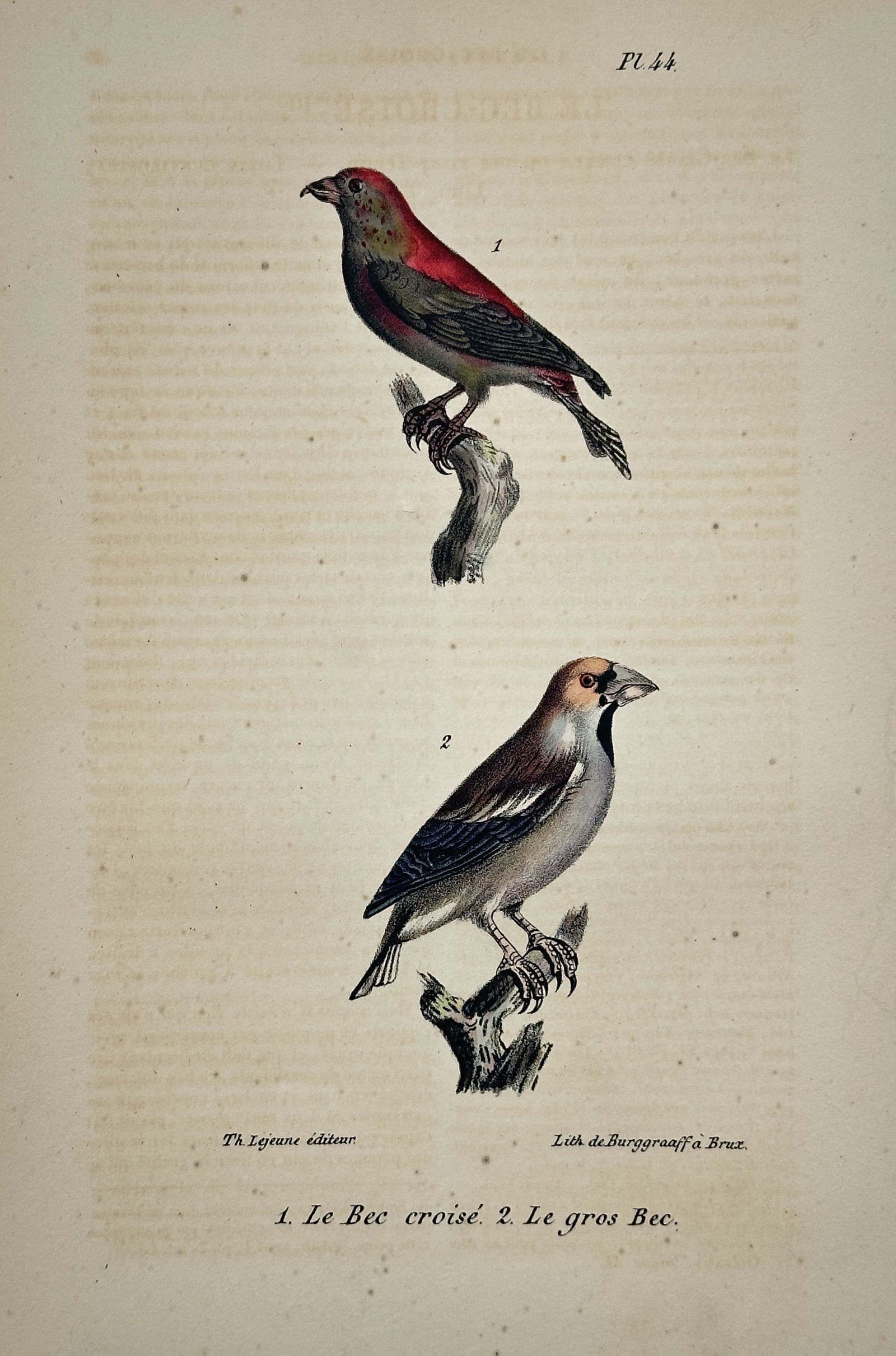Georges Louis Leclerc Buffon – Crossbill and Hawfinch – Hand-colored lithograph (c. 1830) (1 of 2)