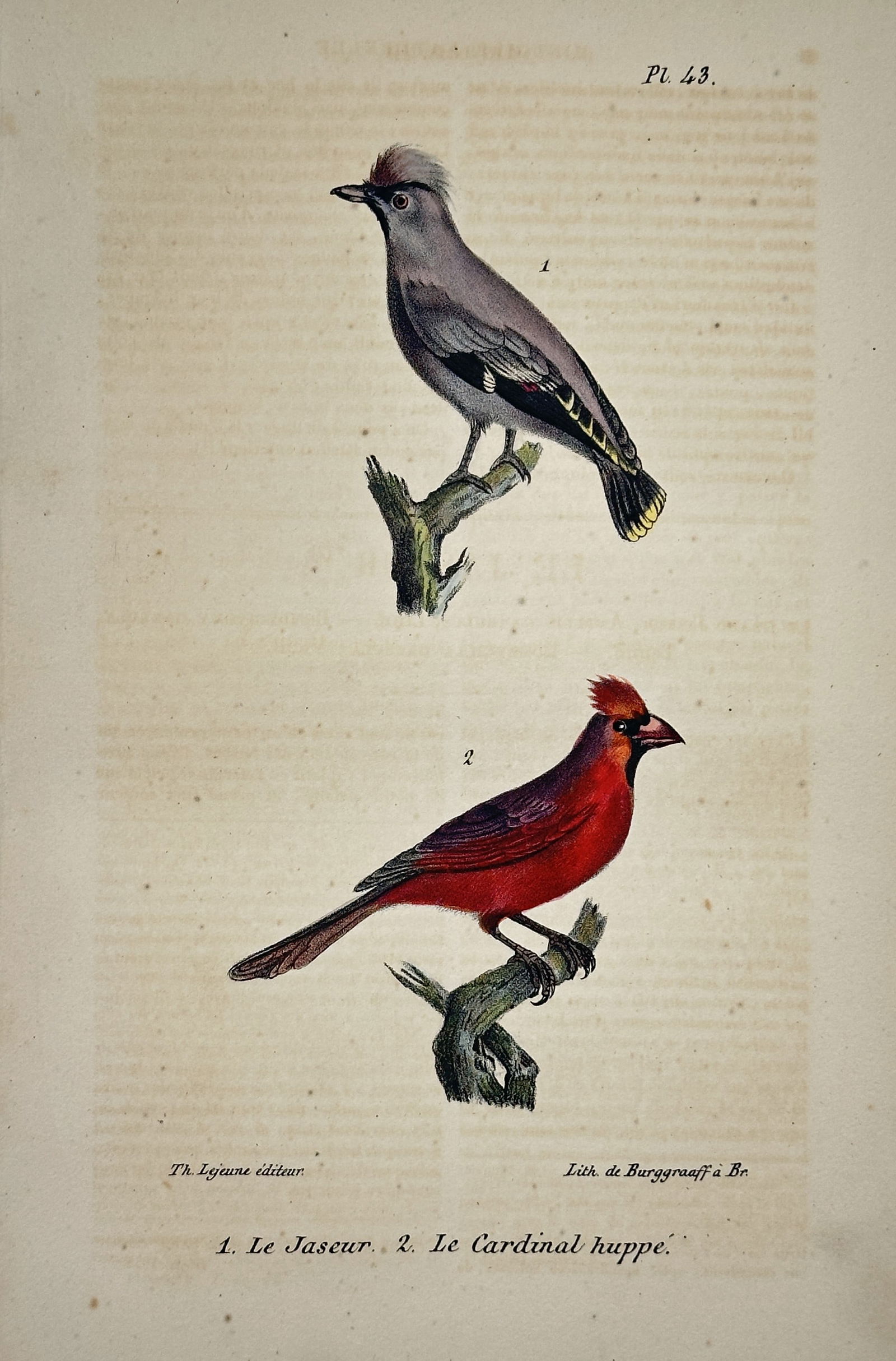 Georges Louis Leclerc Buffon – The waxwing and the redstart – Hand-colored lithograph (c. 1830) (1 of 2)