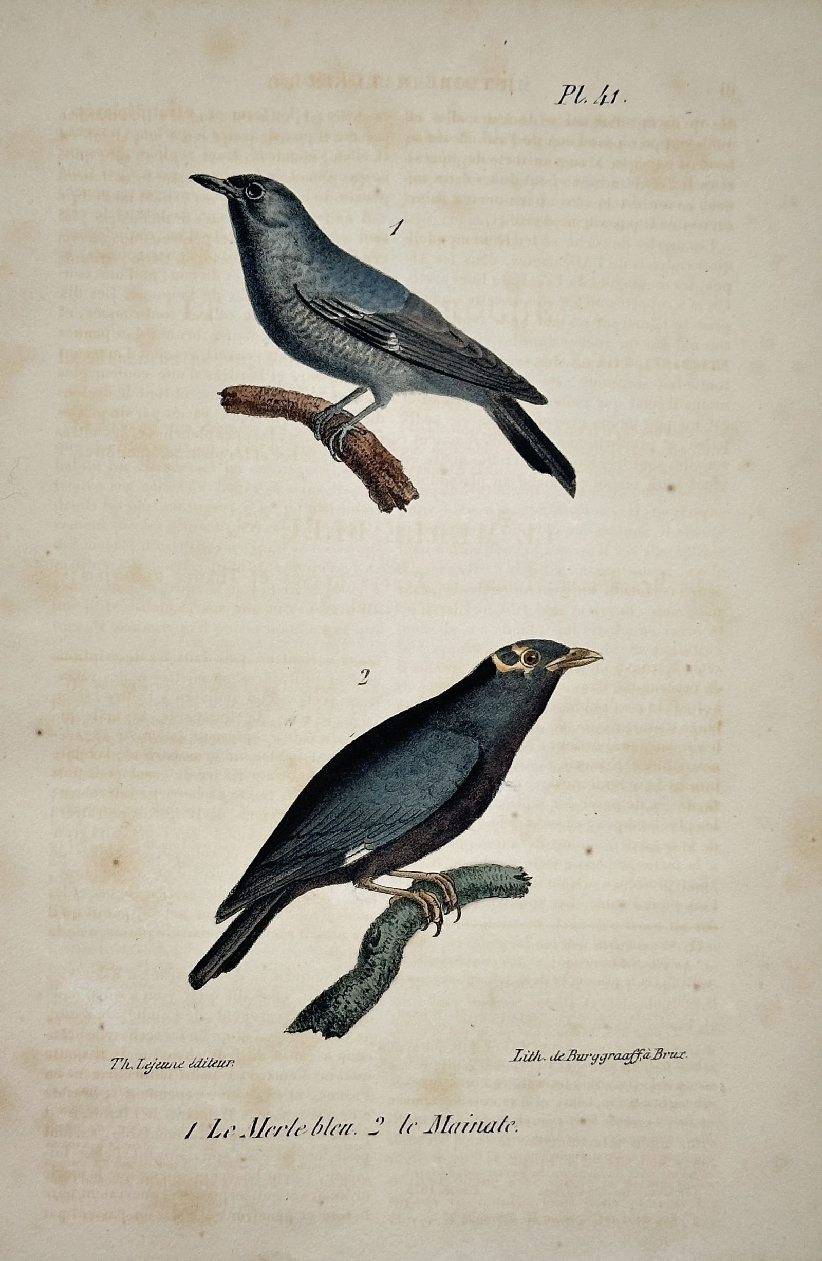 Georges Louis Leclerc Buffon – The Bluebird – Hand-colored lithograph (c. 1830) (1 of 2)