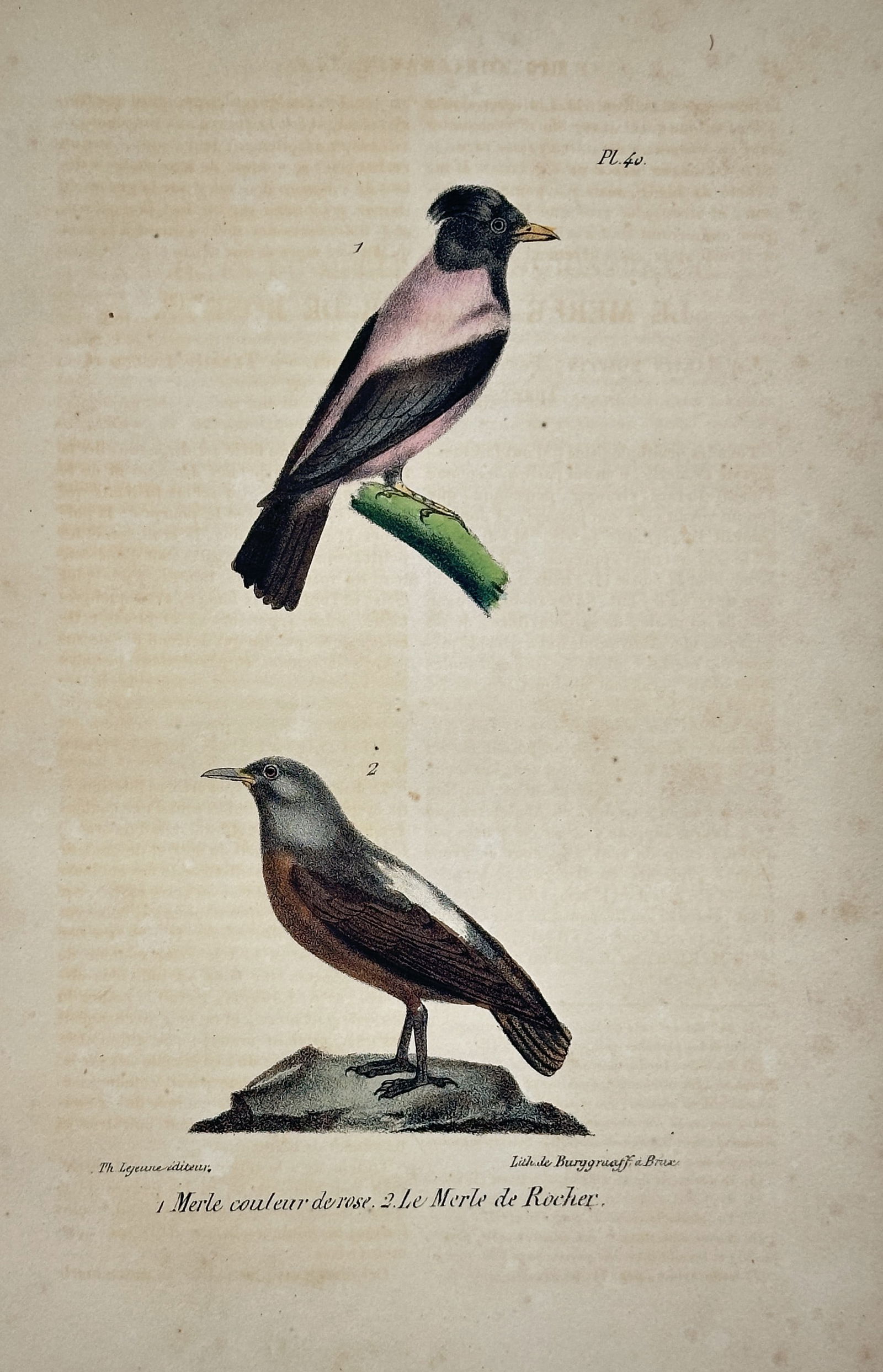 Georges Louis Leclerc Buffon – The Rock Thrush – Hand-colored lithograph (c. 1830) (1 of 2)