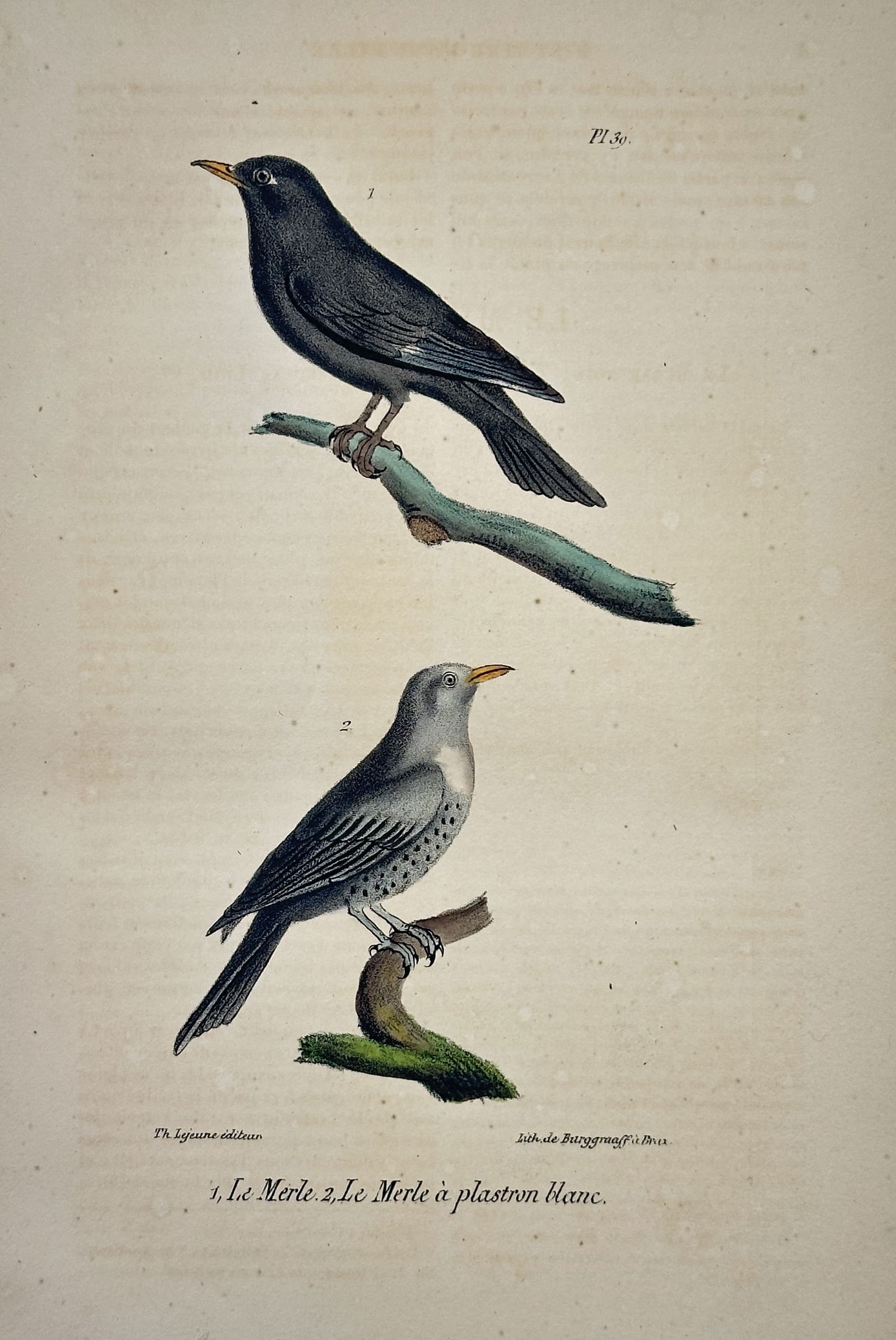 Georges Louis Leclerc Buffon – The blackbird – Hand-colored lithograph (c. 1830) (1 of 2)