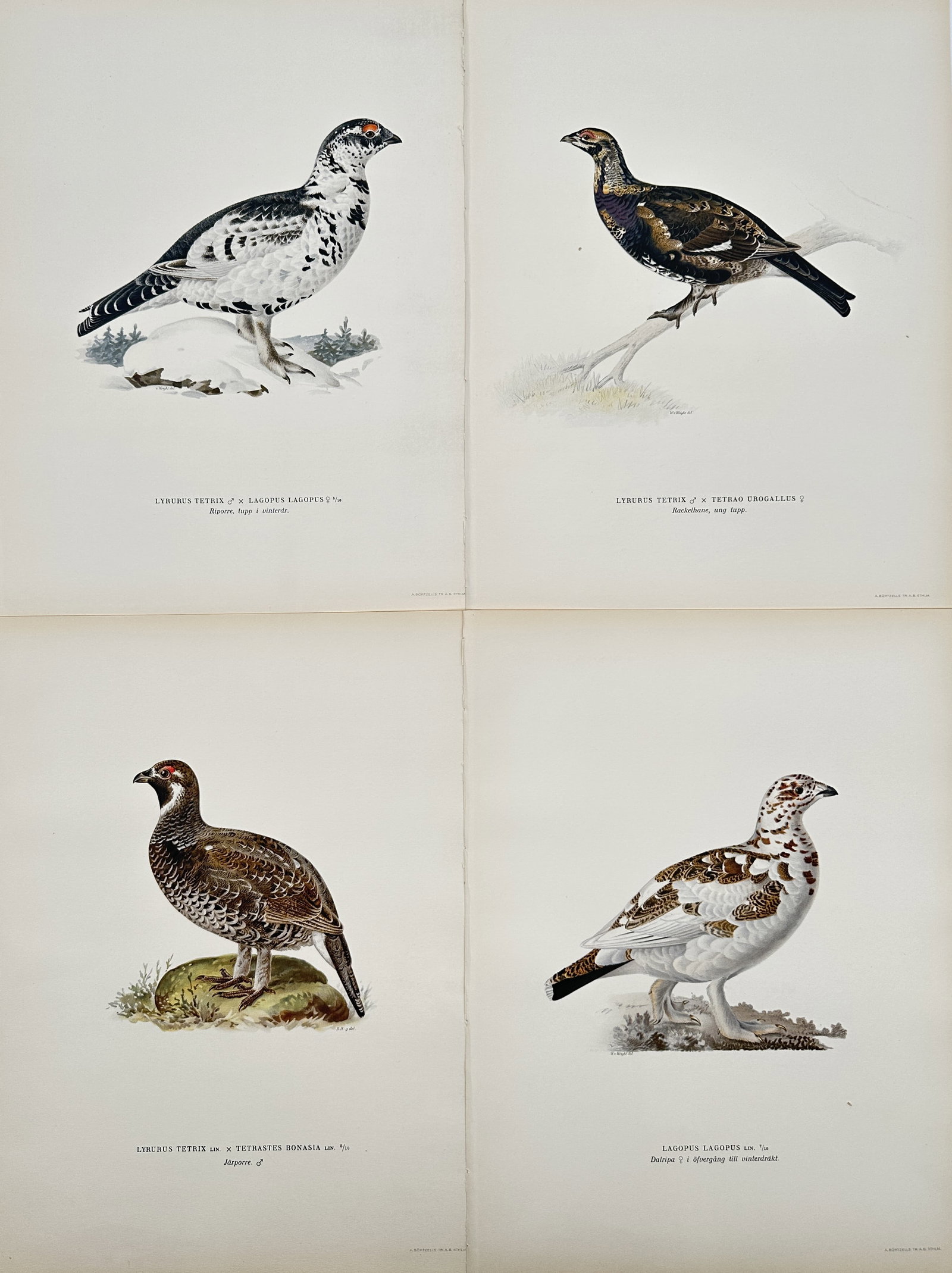Wilhelm von Wright – Set of 4: Illustrations of Lagopus Tetric and Lagopus Lagopus (Grouse and: This set of four lithographs, which includes hand-coloring, depicts various stages and sexes of grouse and ptarmigan, illustrating key ornithological differences for scientific study. The top left pla