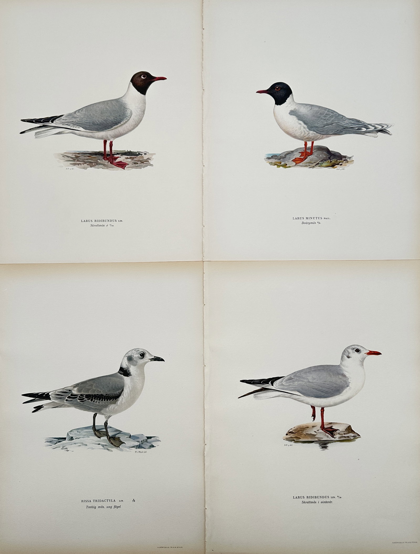 Wilhelm von Wright – Set of 4: Illustrations of Larus Ridibundus – Lithograph with hand-coloring: This set of four lithographs, which includes hand-coloring, depicts various stages and sexes of grouse and ptarmigan, illustrating key ornithological differences for scientific study. Wilhelm von Wrig