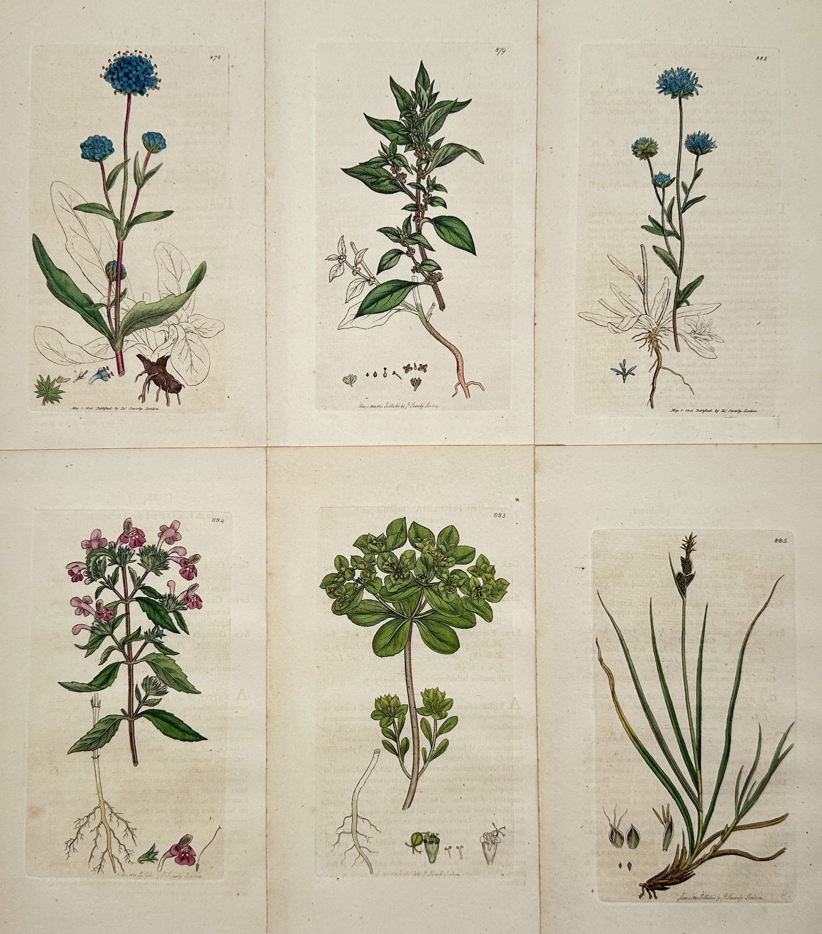 James Sowerby (1757–1822) – Set of 6: British Floral Studies Hand-Colored Plates (1 of 2)